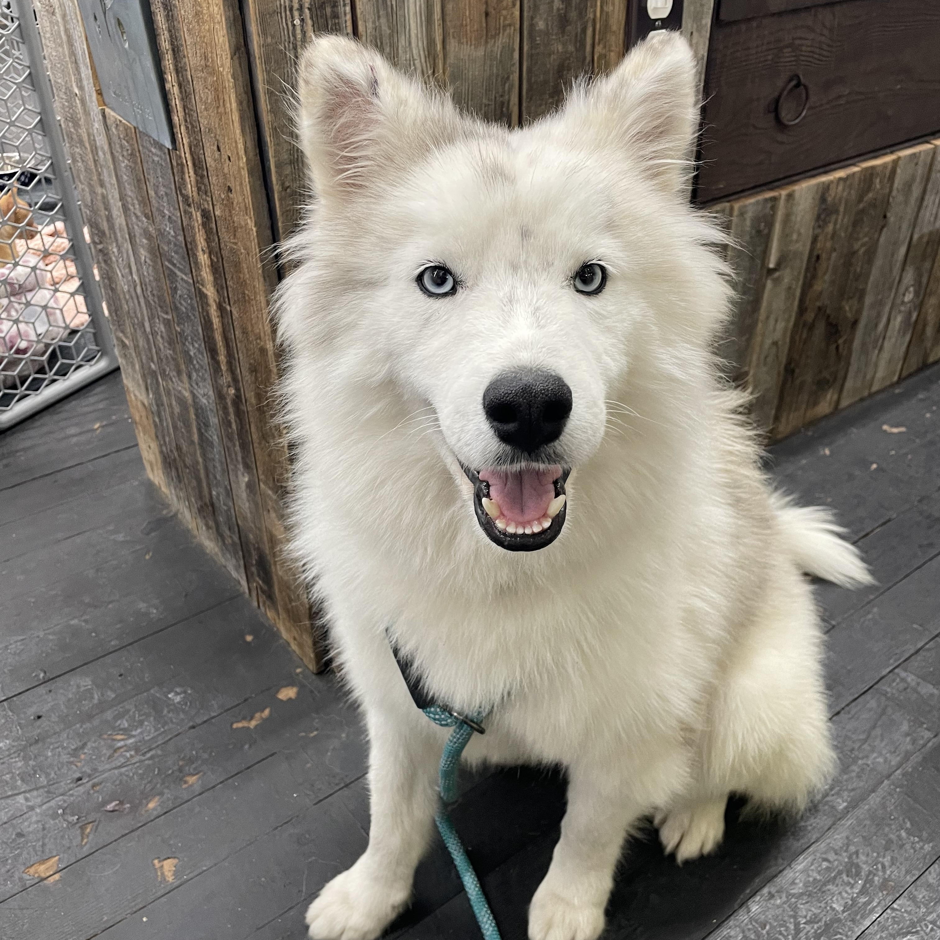 Enlarge Togo , an adopted mixed breed in Phoenix, AZ image 2/5