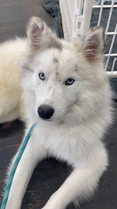 Enlarge Togo , an adopted mixed breed in Phoenix, AZ video 4/5