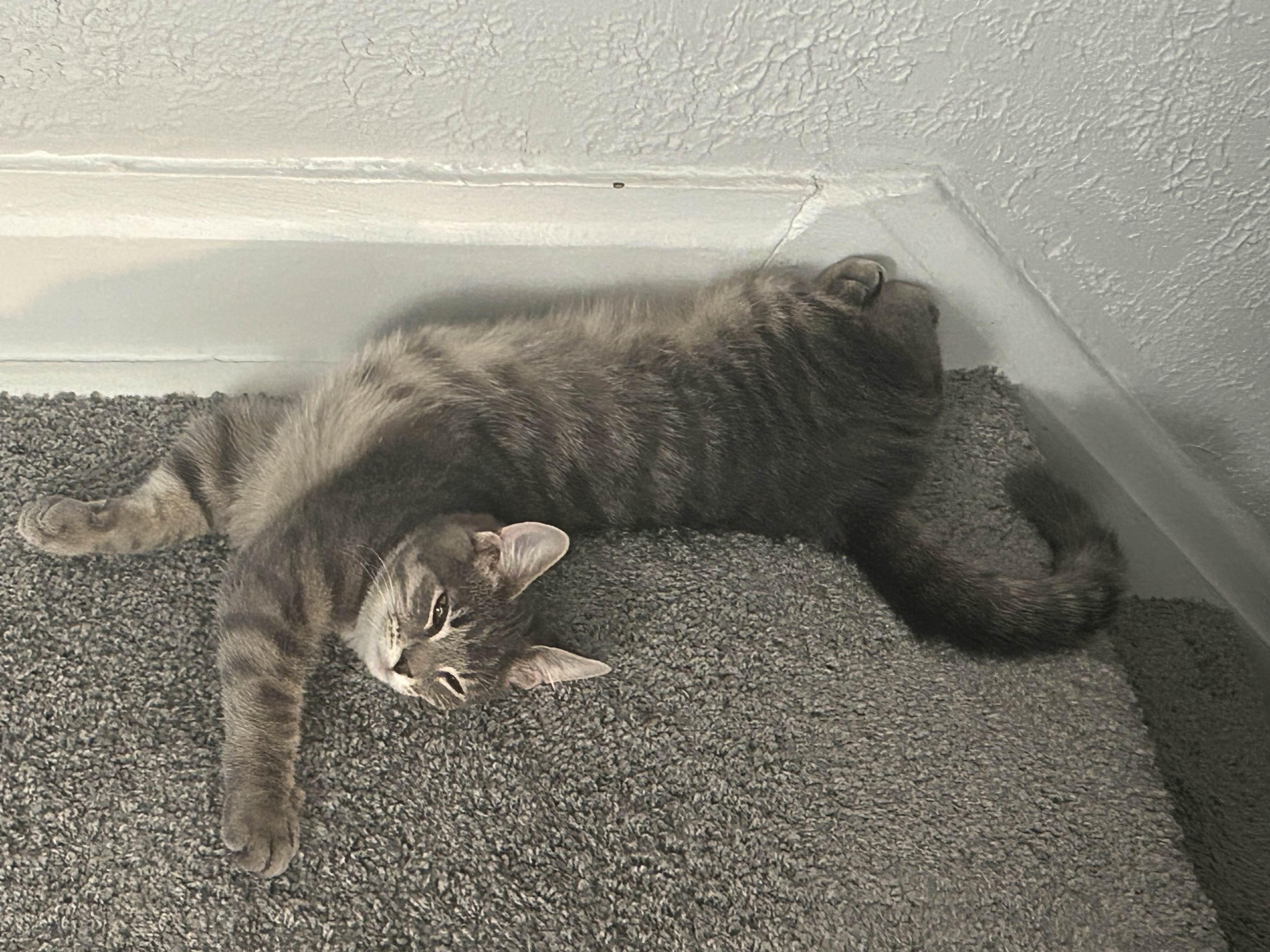 Enlarge Ashley (male), a Adoptable Domestic Short Hair in Pittsburgh, PA image 2/6