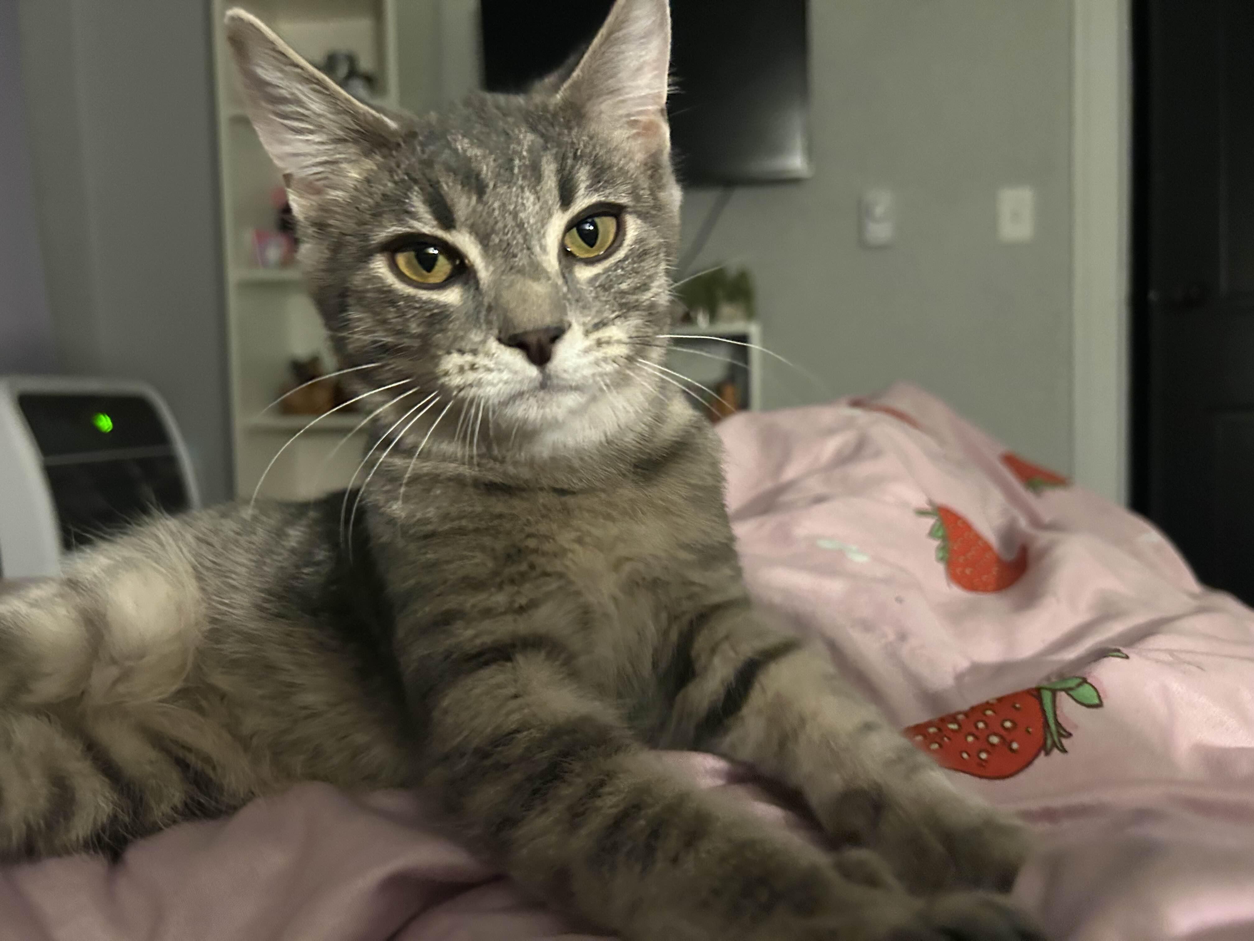 Enlarge Ashley (male), a Adoptable Domestic Short Hair in Pittsburgh, PA image 3/6
