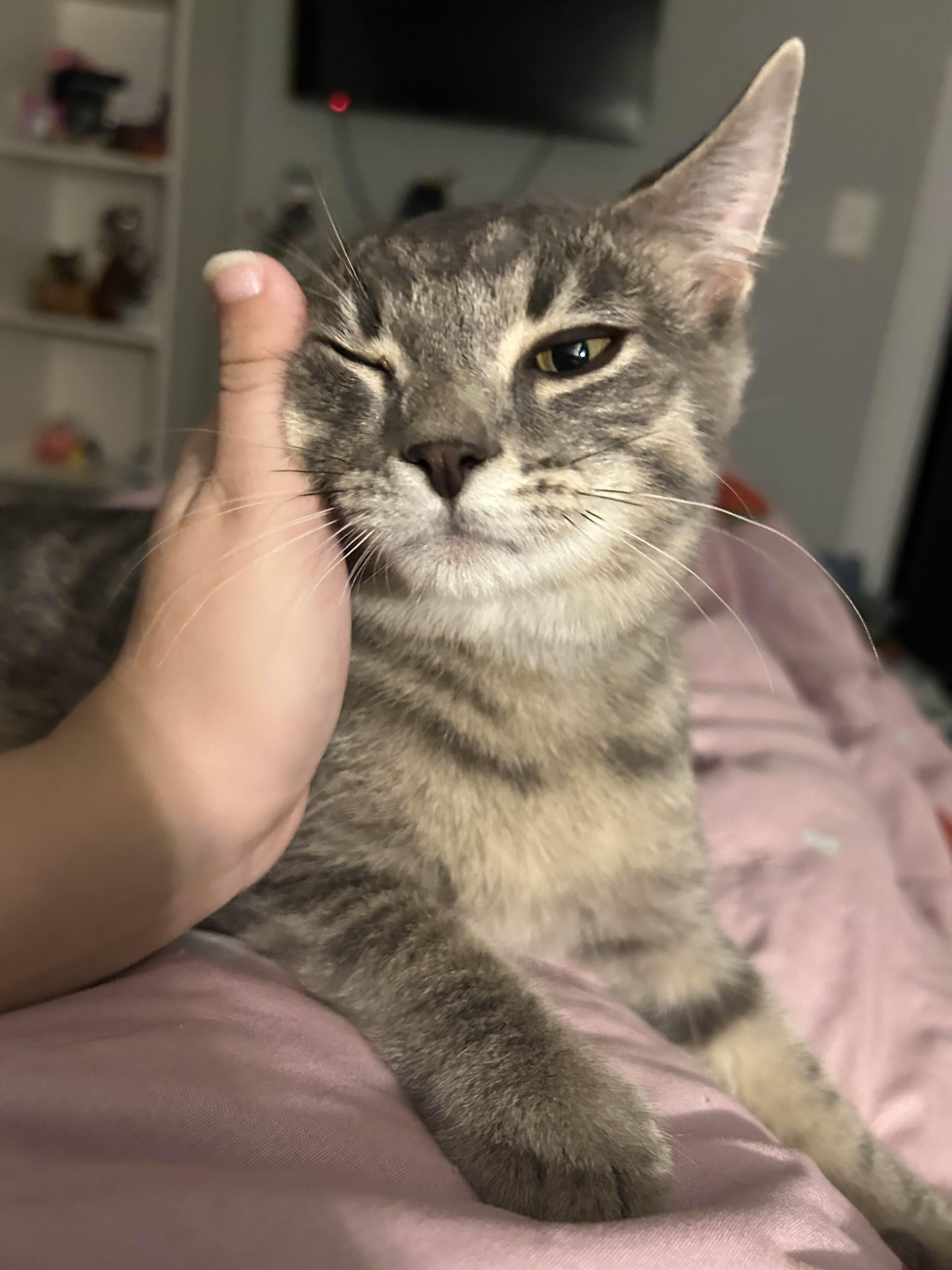 Enlarge Ashley (male), a Adoptable Domestic Short Hair in Pittsburgh, PA image 4/6