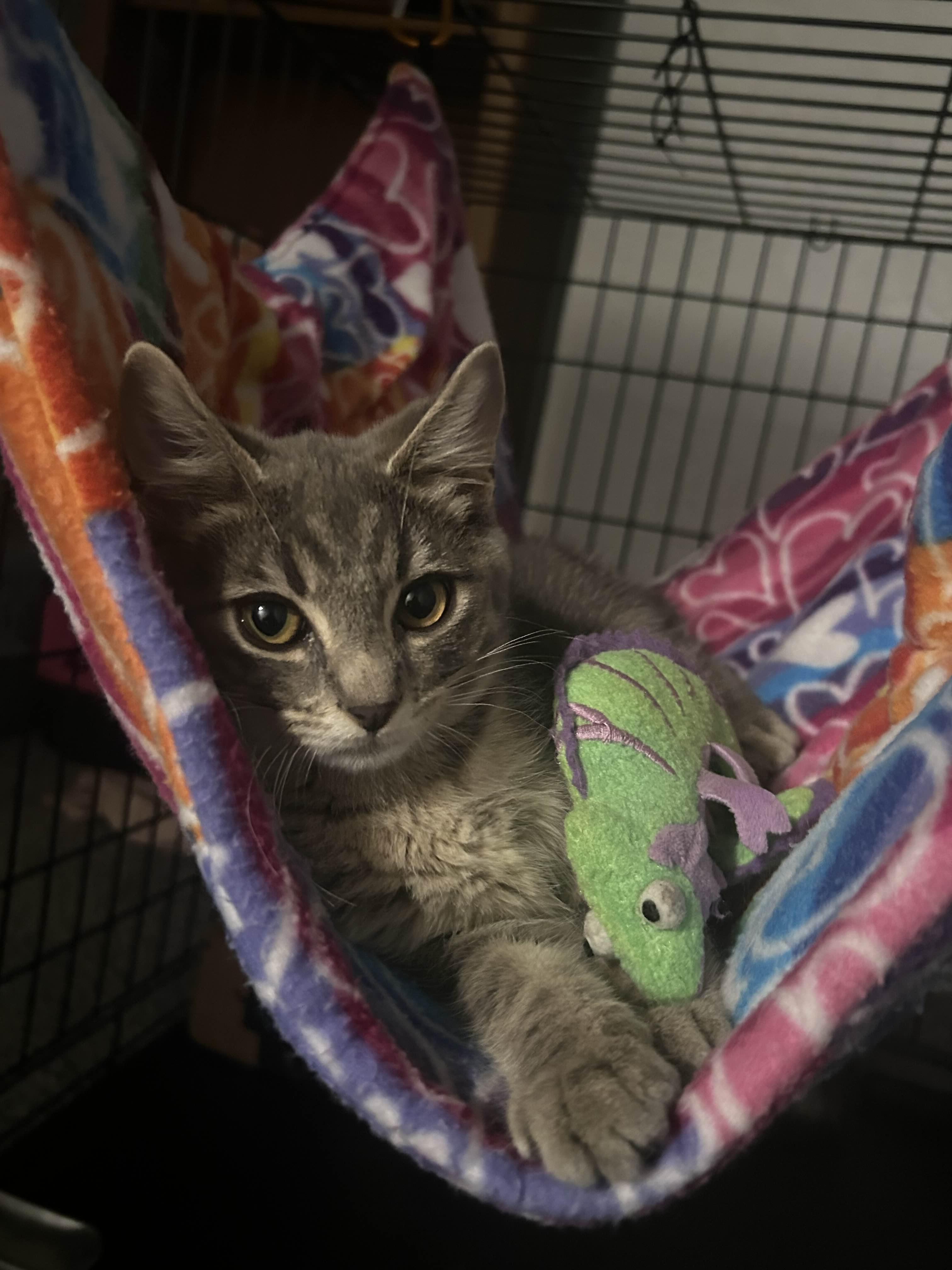 Enlarge Ashley (male), a Adoptable Domestic Short Hair in Pittsburgh, PA image 5/6