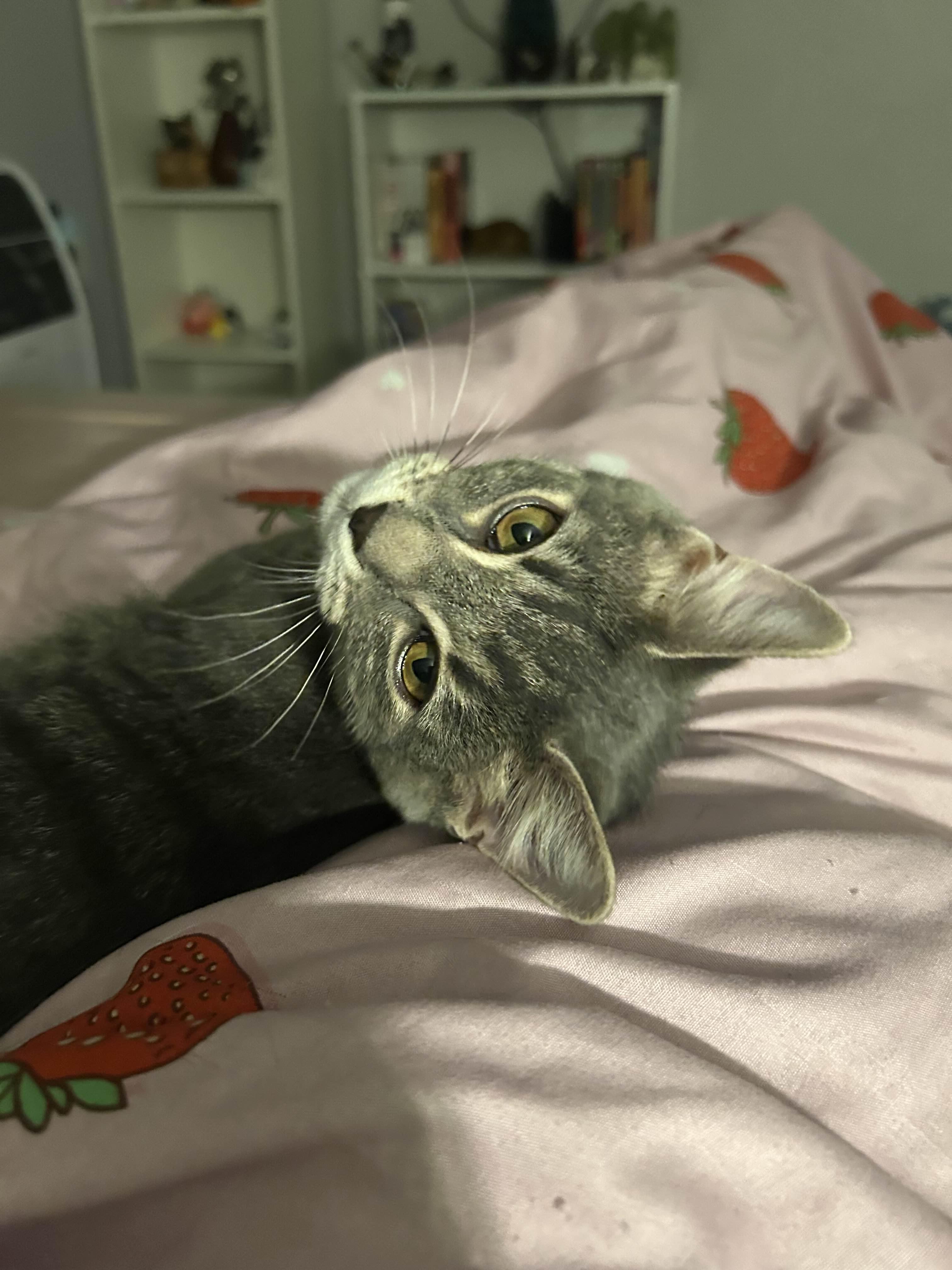 Enlarge Ashley (male), a Adoptable Domestic Short Hair in Pittsburgh, PA image 6/6