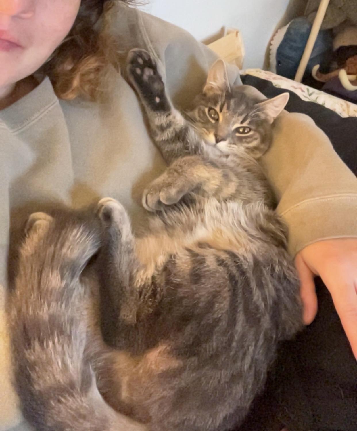 Enlarge Ashley (male), a Adoptable Domestic Short Hair in Pittsburgh, PA image 1/6