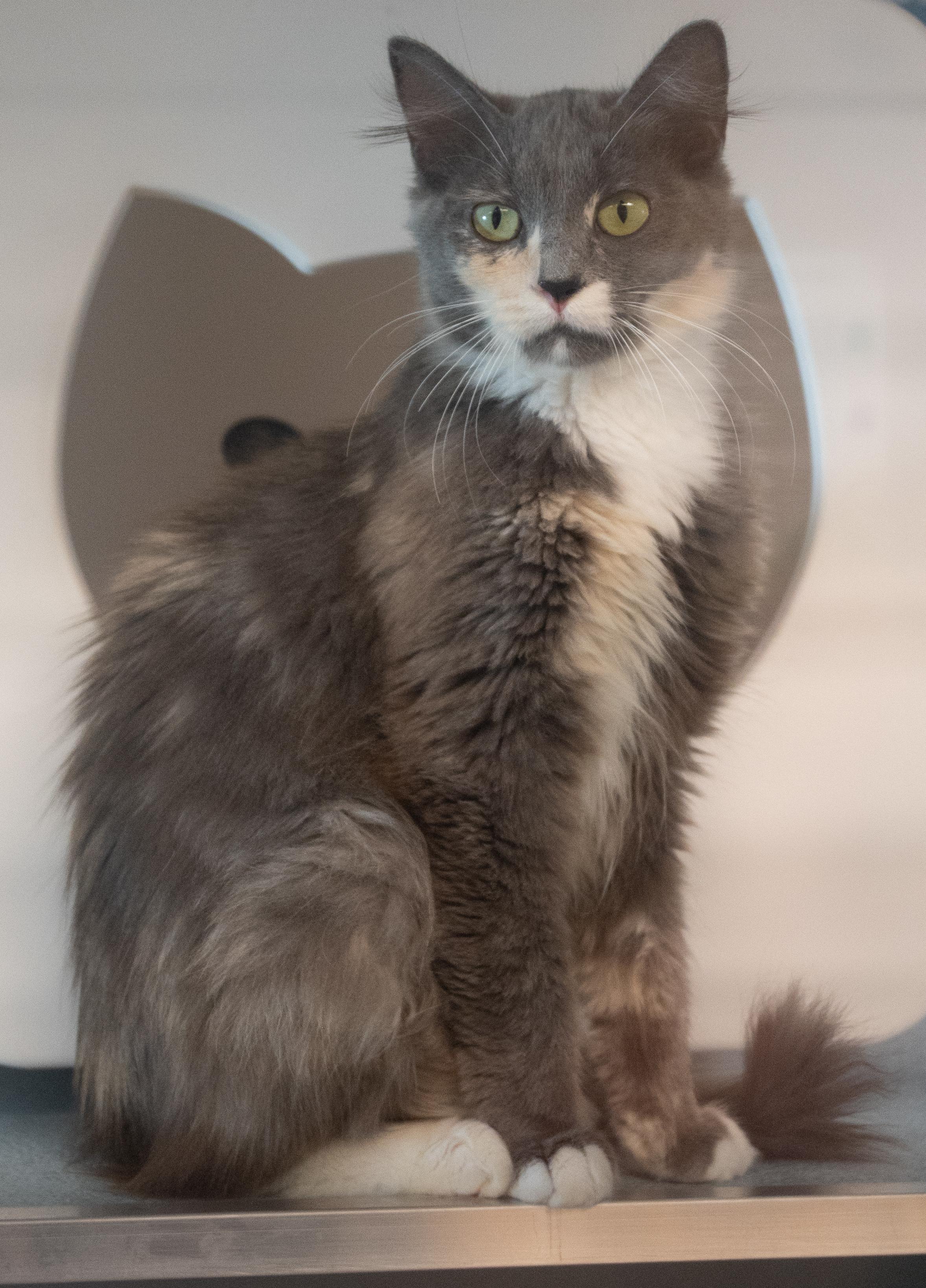 Enlarge Lorelei, an adopted Domestic Short Hair in Bellingham, WA image 4/4