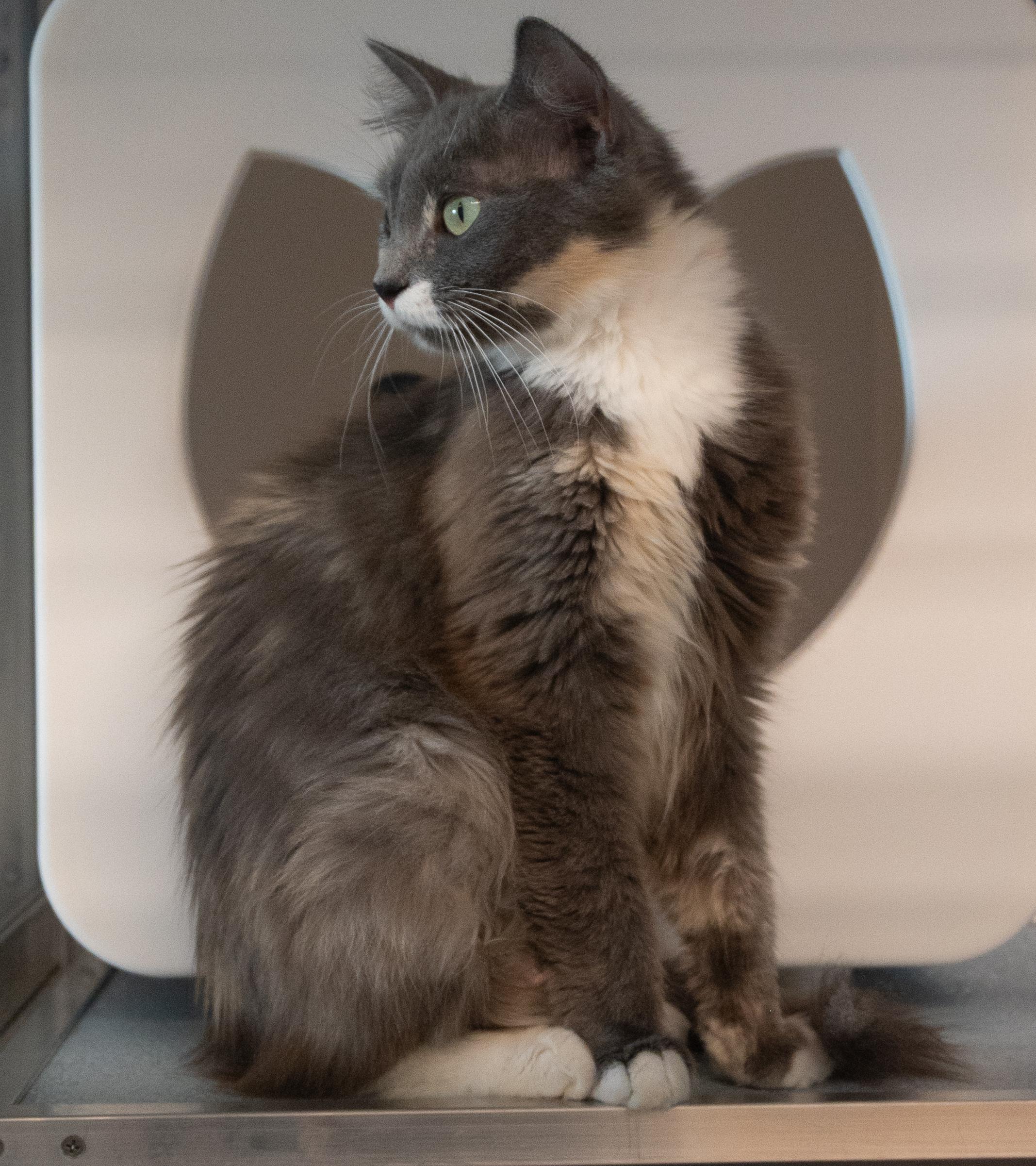 Enlarge Lorelei, an adopted Domestic Short Hair in Bellingham, WA image 2/4