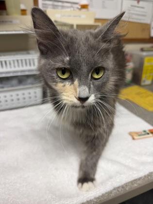 Enlarge Lorelei, an adopted Domestic Short Hair in Bellingham, WA image 3/4
