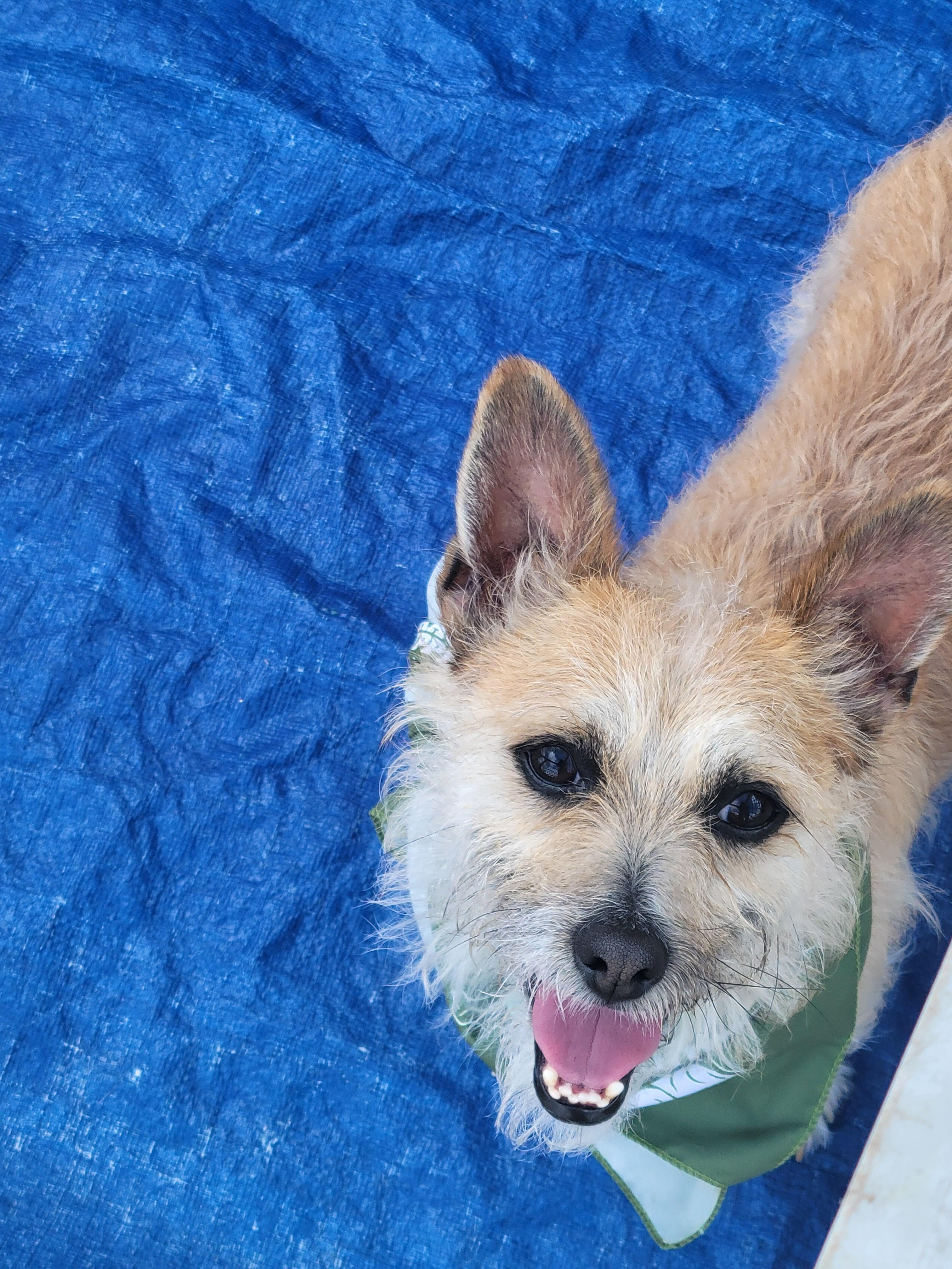 Enlarge Daxton, a Adoptable mixed breed in Rocky Mount, NC image 1/1