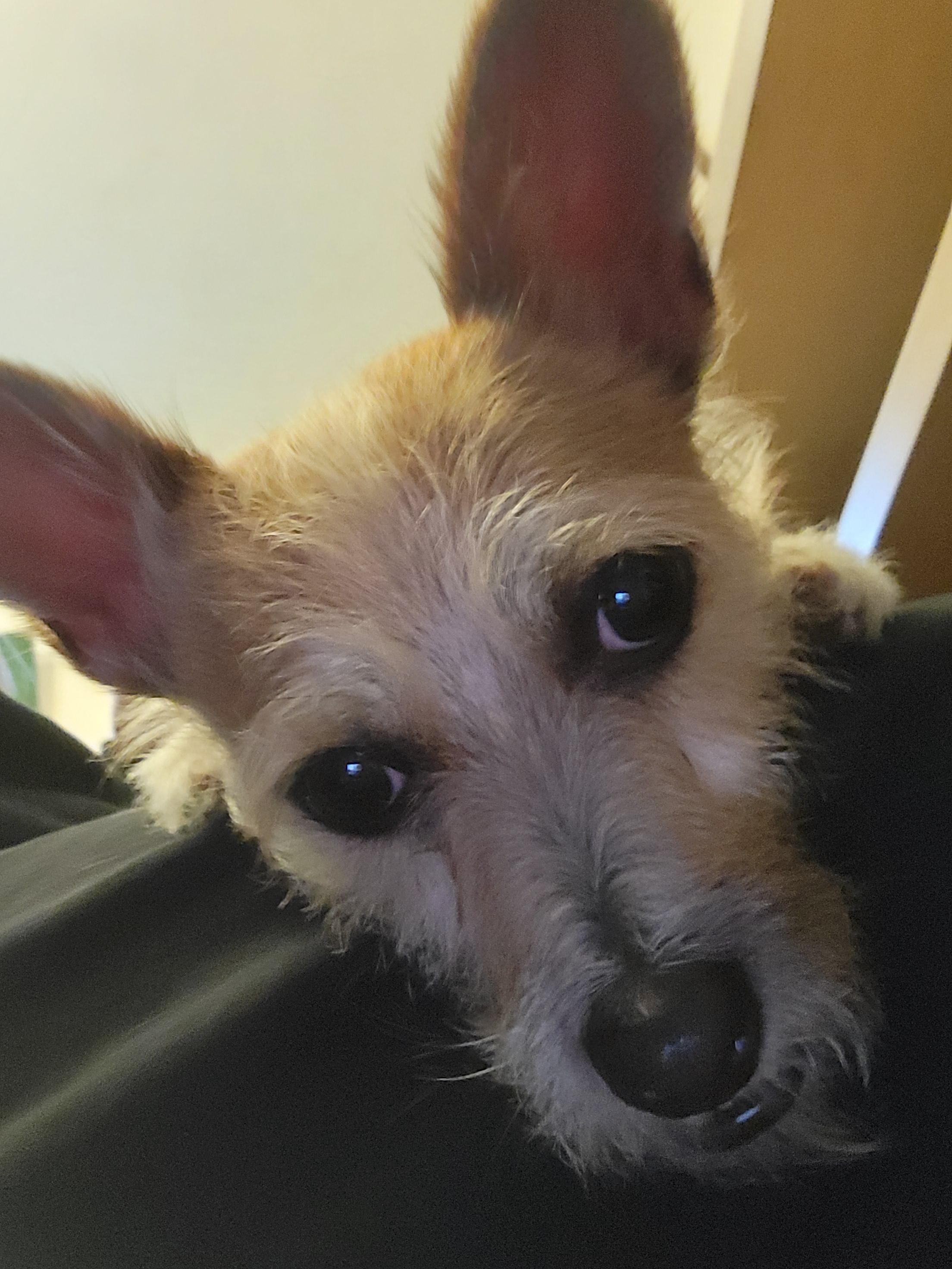 Daxton, Adoptable, Adult Male Chihuahua & Dachshund.