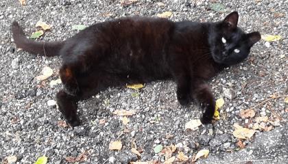 Sailor a male classic all-black cat that loves to be pet and will seek out attention from you with