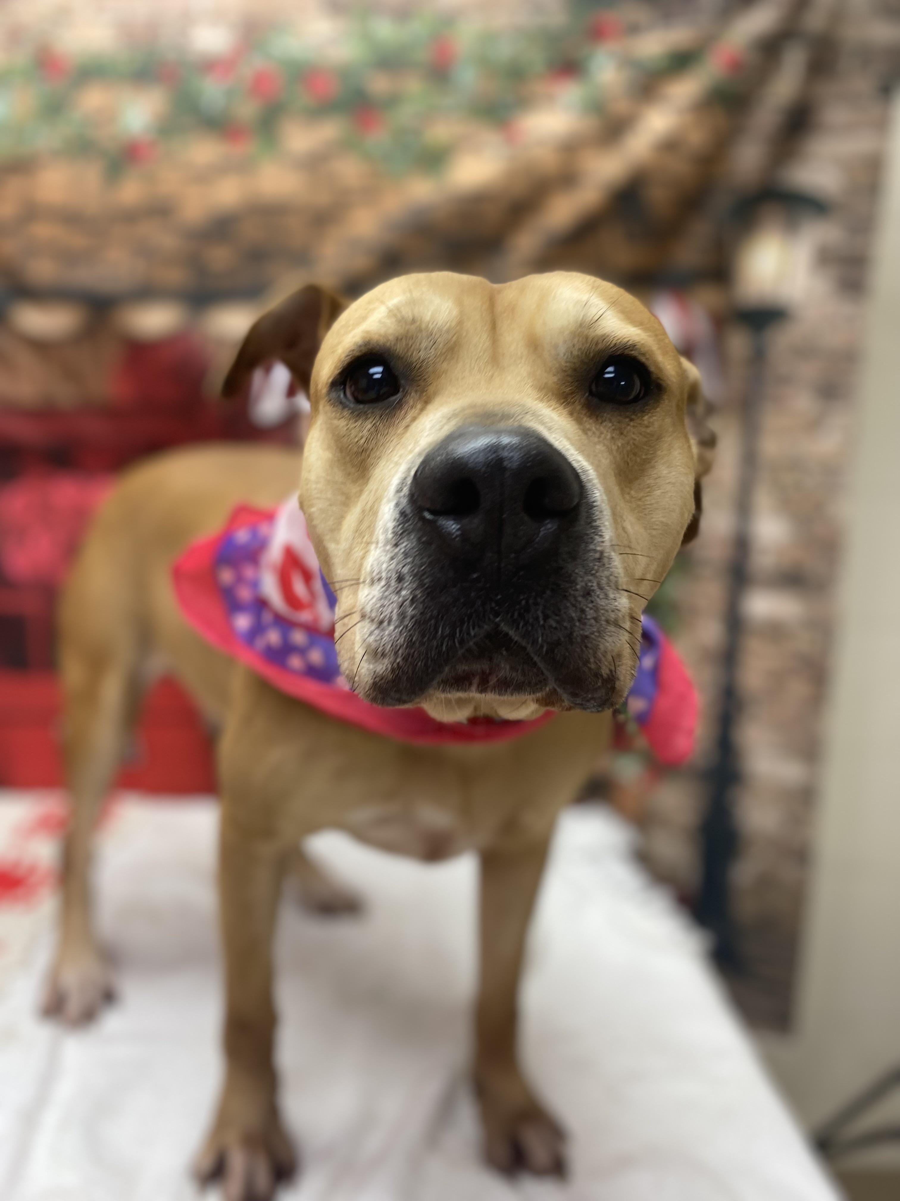 Jared, ADOPTABLE, Adult Male Pit Bull Terrier.