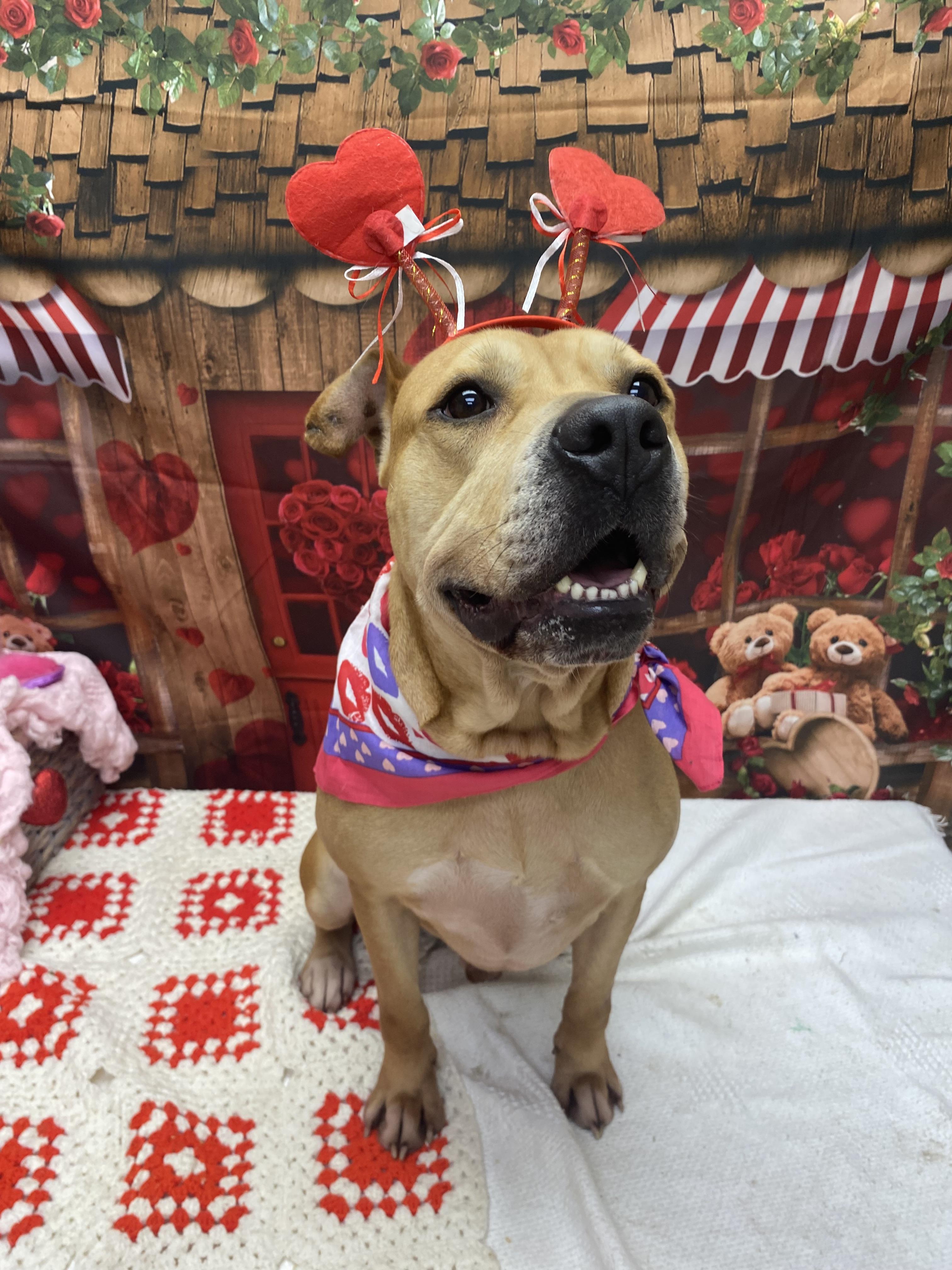 Enlarge Jared, a ADOPTABLE mixed breed in Statesboro, GA image 3/3