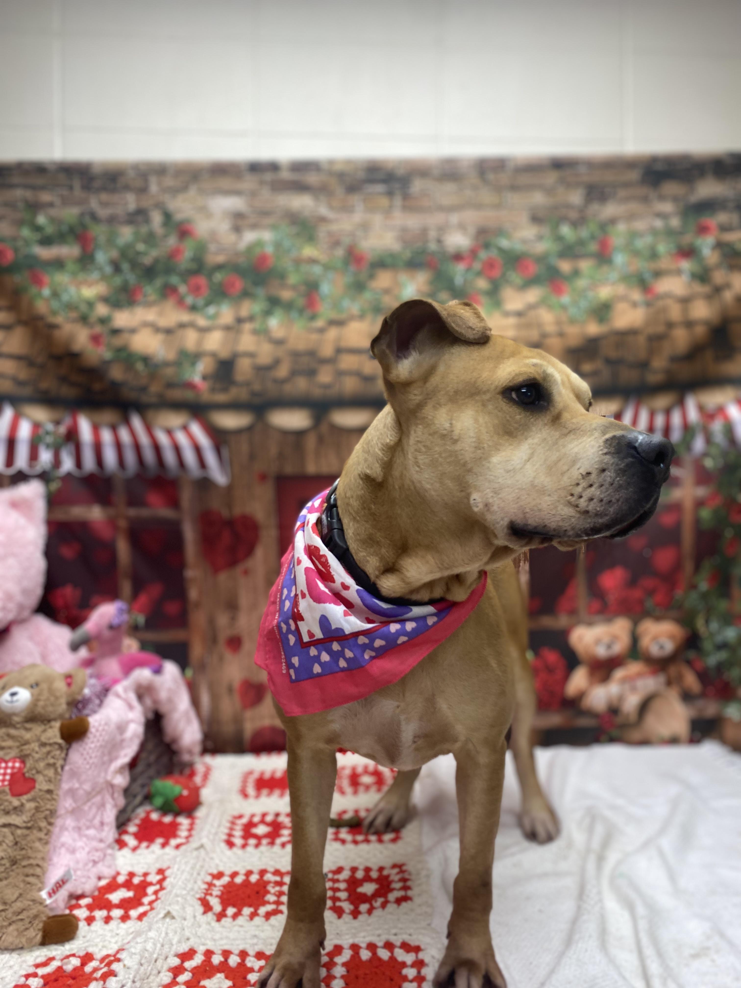 Enlarge Jared, a ADOPTABLE mixed breed in Statesboro, GA image 2/3