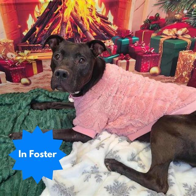 Enlarge DEVINE, a Adoptable Pit Bull Terrier in Indianapolis, IN image 1/1