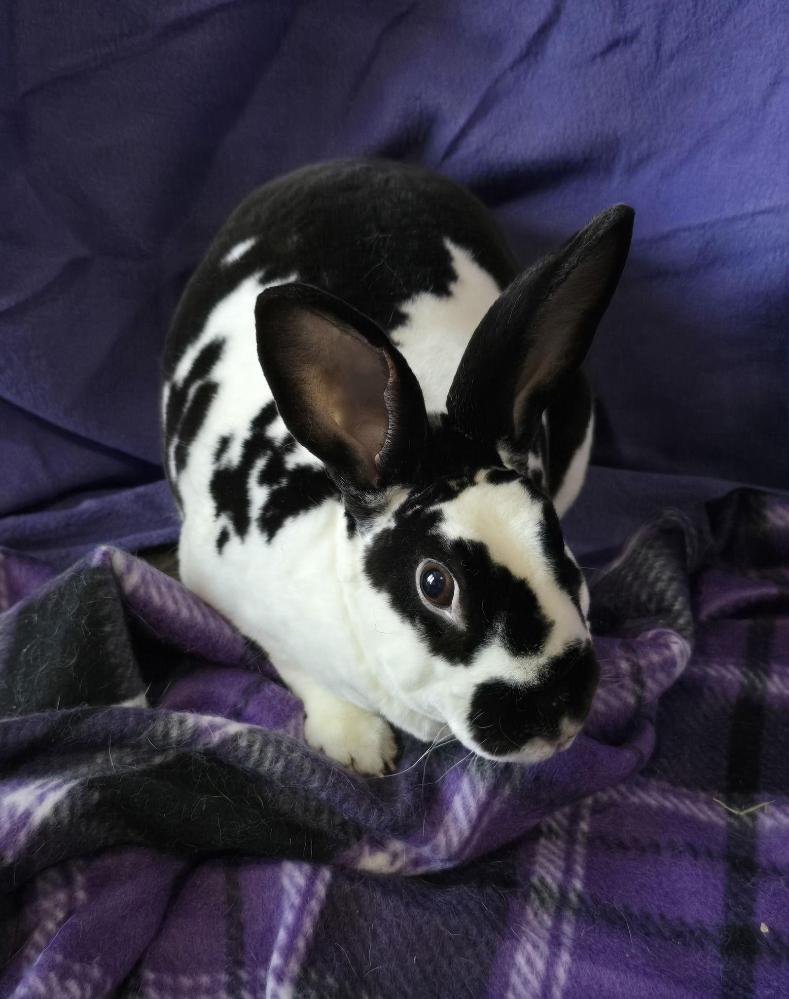 Persephone, Adoptable, Young Female Rex.