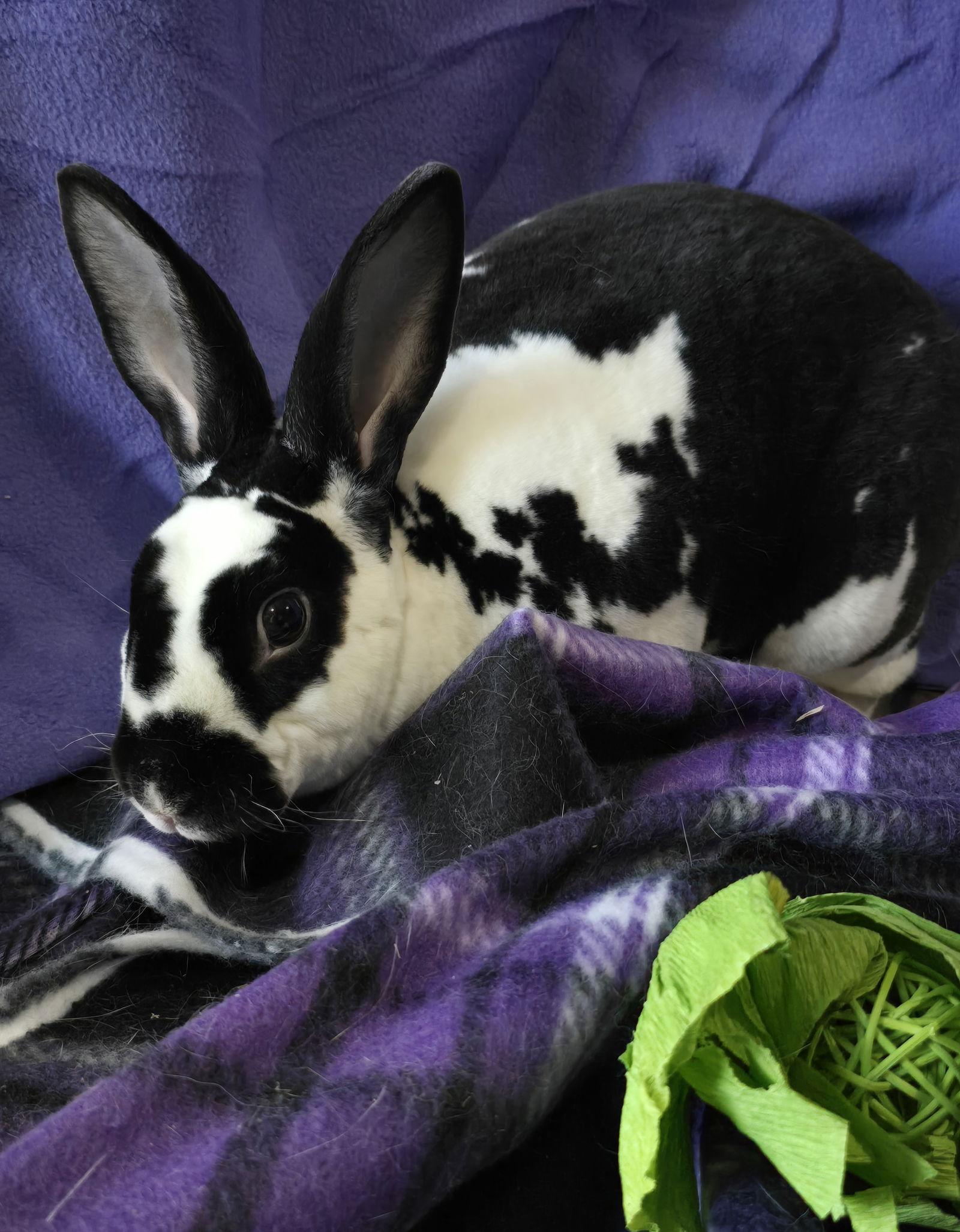 Enlarge Persephone, a Adoptable Rex in Philadelphia, PA image 2/3