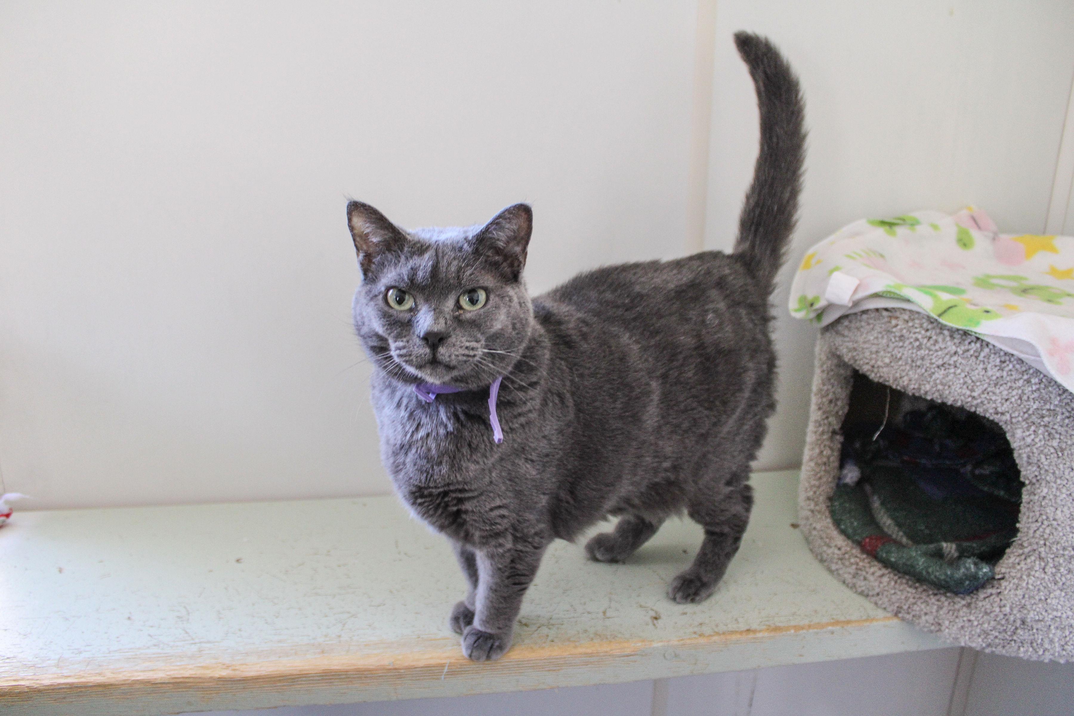 Porsche, ADOPTABLE, Young Female Domestic Short Hair.