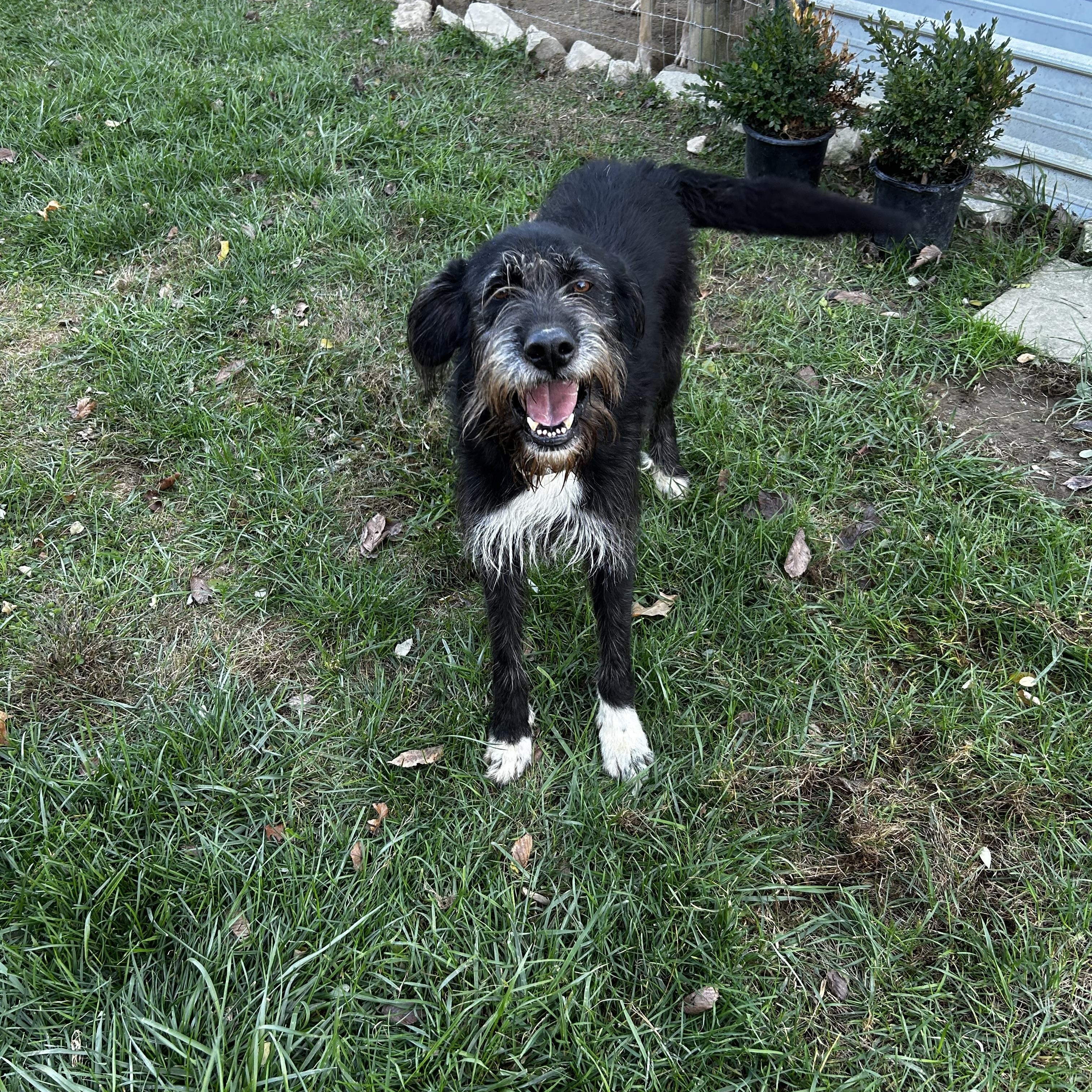 Fig, Adoptable, Adult Female Irish Wolfhound.