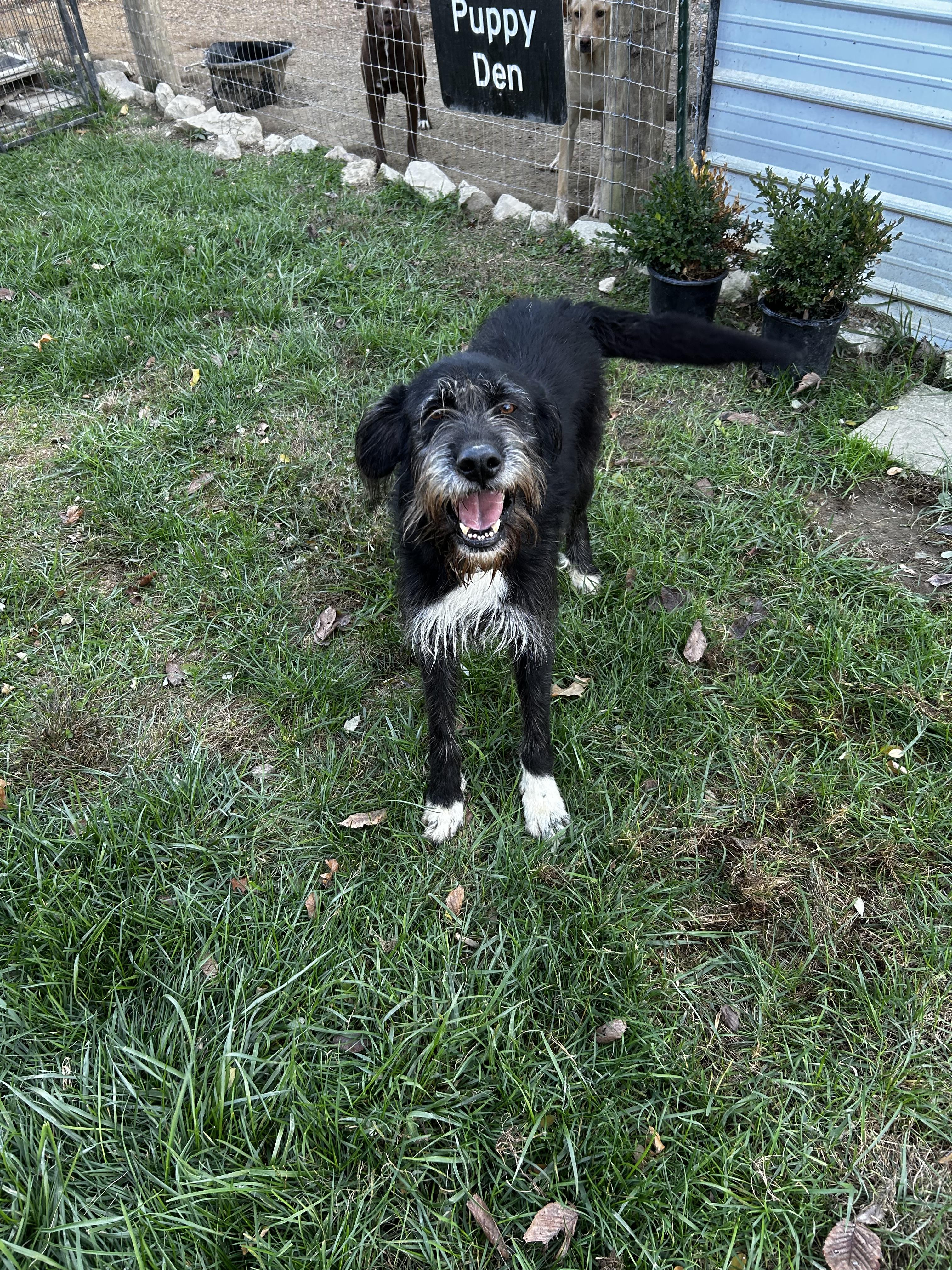 Fig, an adoptable Labradoodle in Brownstown, IN, 47220 | Photo Image 1
