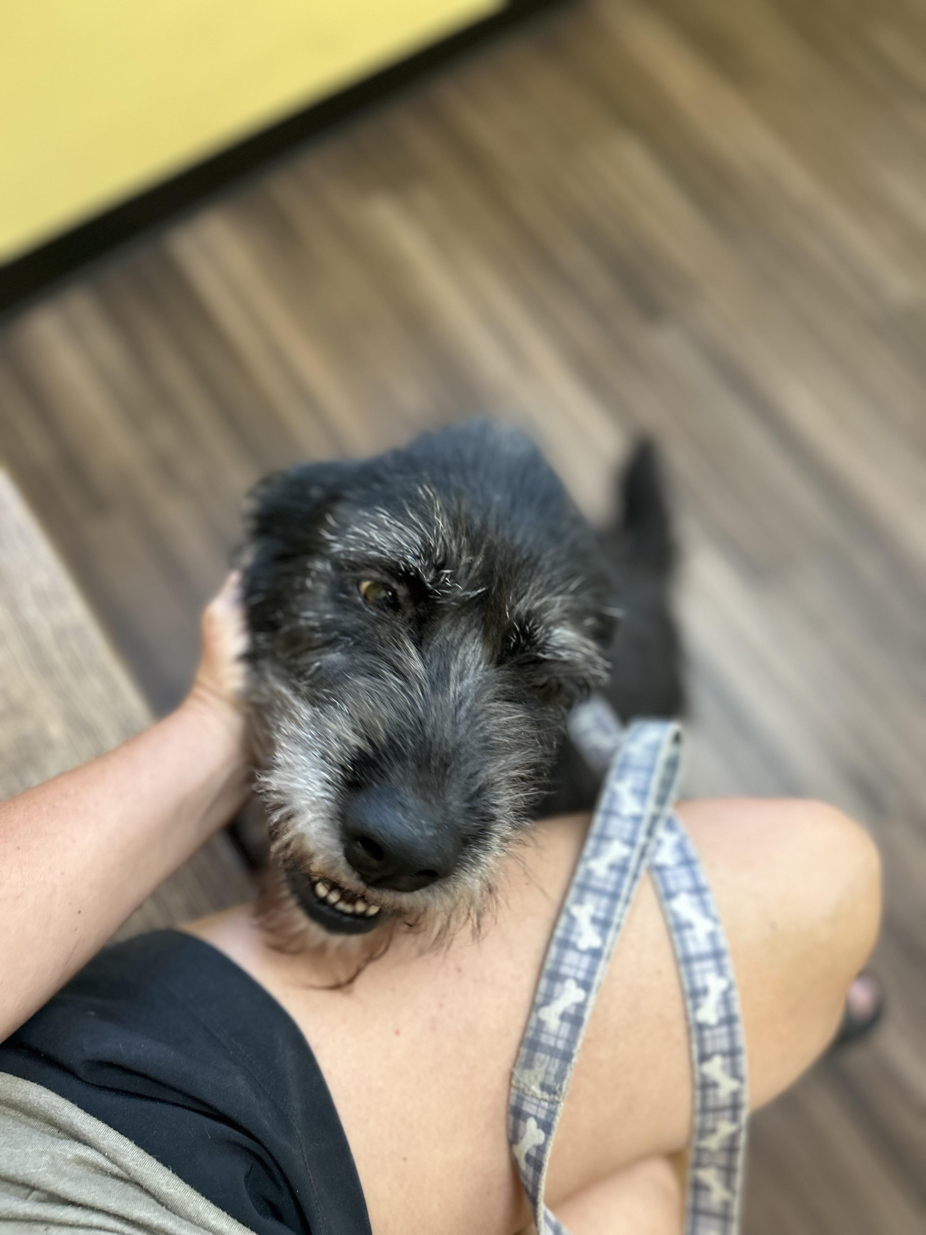 Fig, an adoptable Labradoodle in Brownstown, IN, 47220 | Photo Image 1
