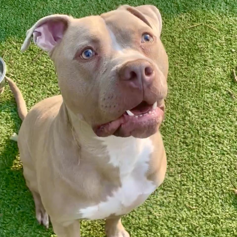 Seven-Wonderful, Silly Boy With So Much Love To Give, Adoptable, Adult Male American Bully.