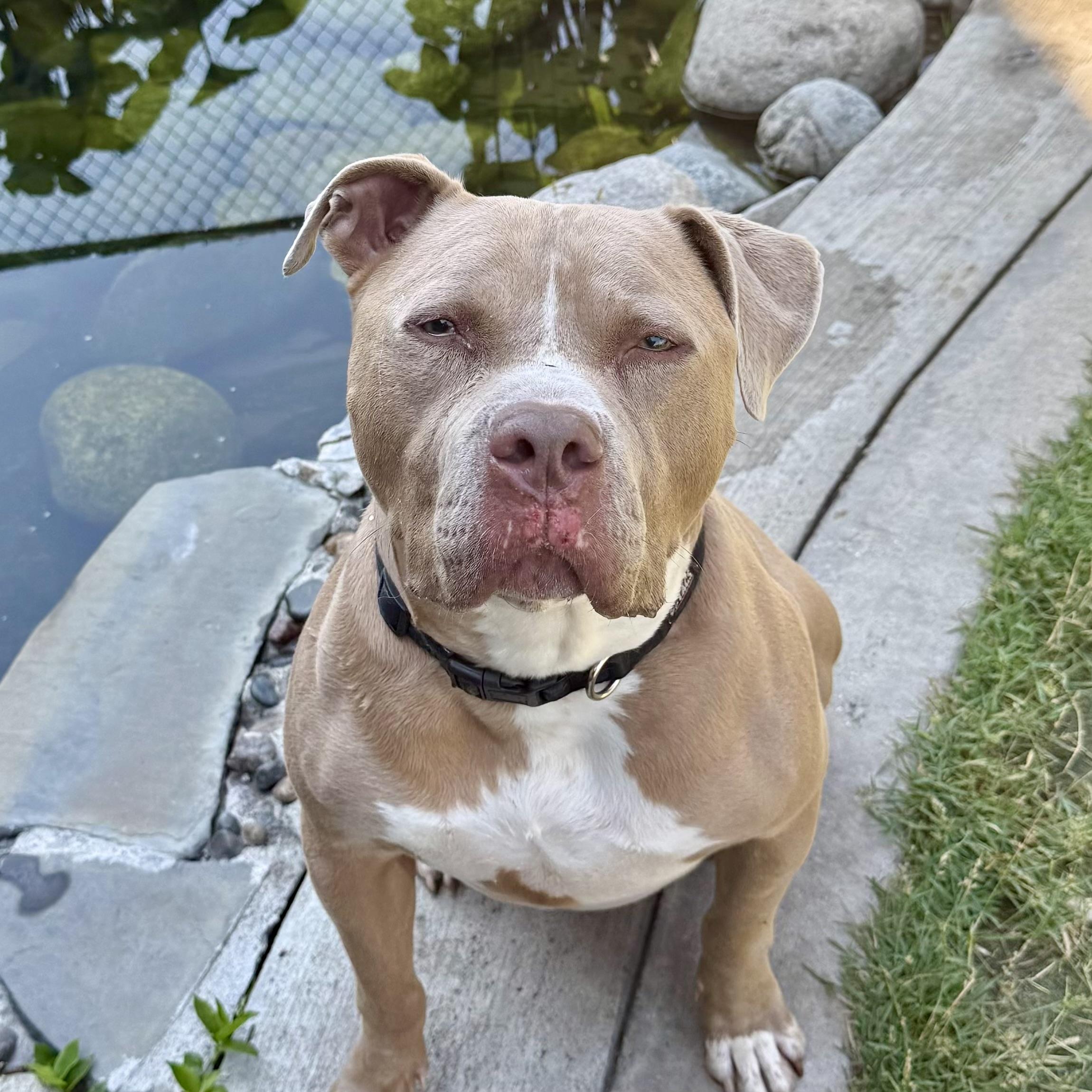 Seven-Wonderful, Silly Boy With So Much Love To Give, a Adoptable mixed breed in Irvine, CA image 3/6