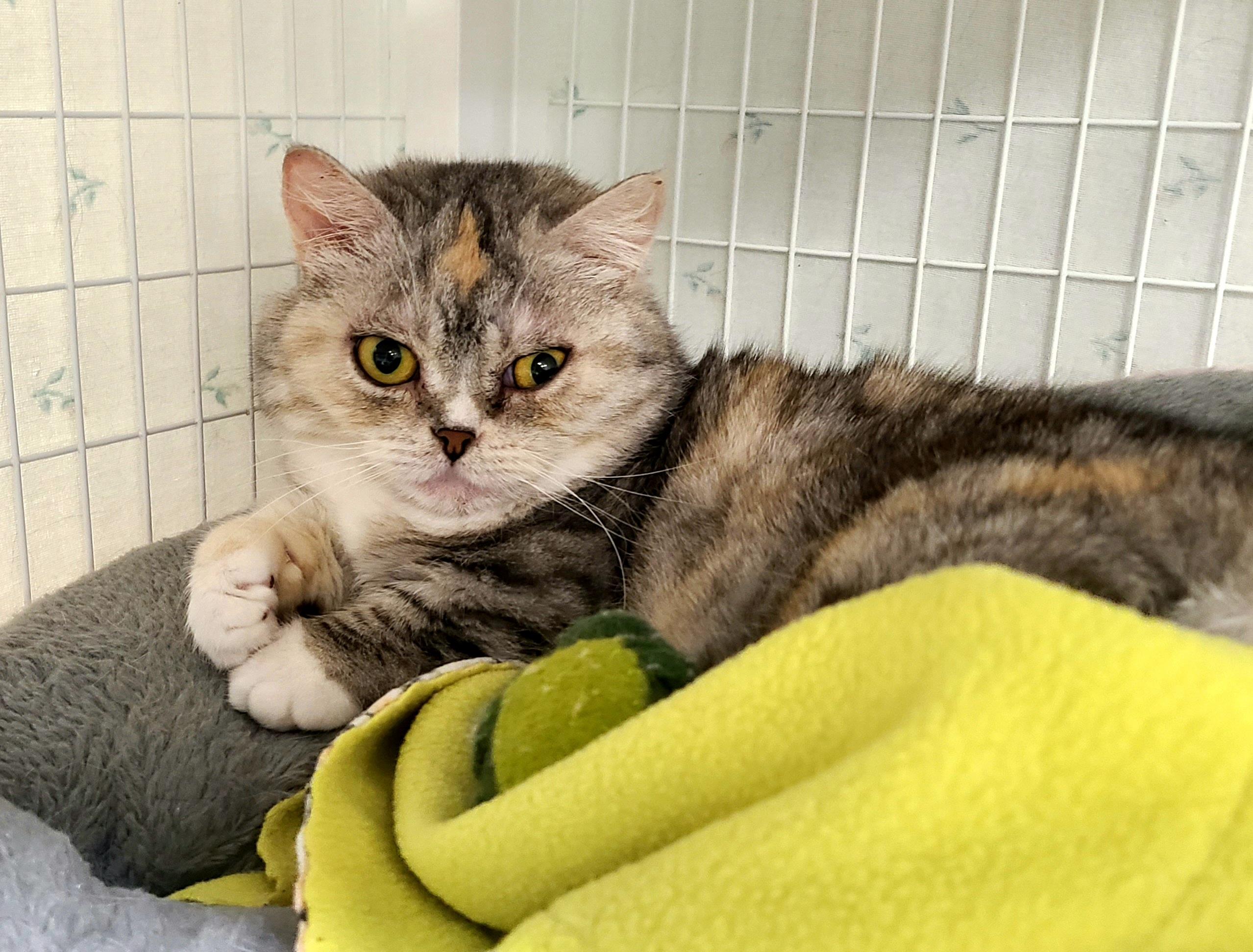 Raspberry, ADOPTABLE, Adult Female Domestic Short Hair.