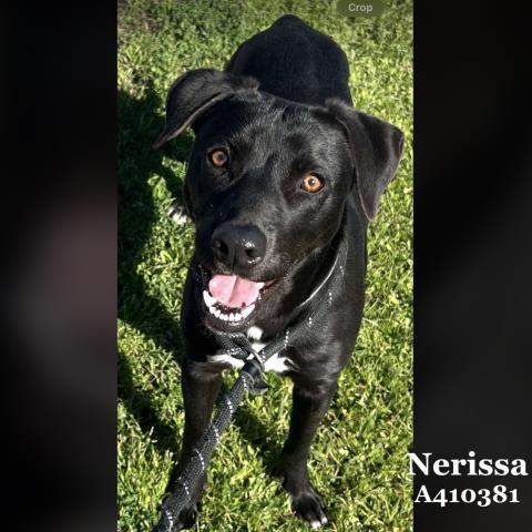 NED, Adoptable, Young Male Labrador Retriever.