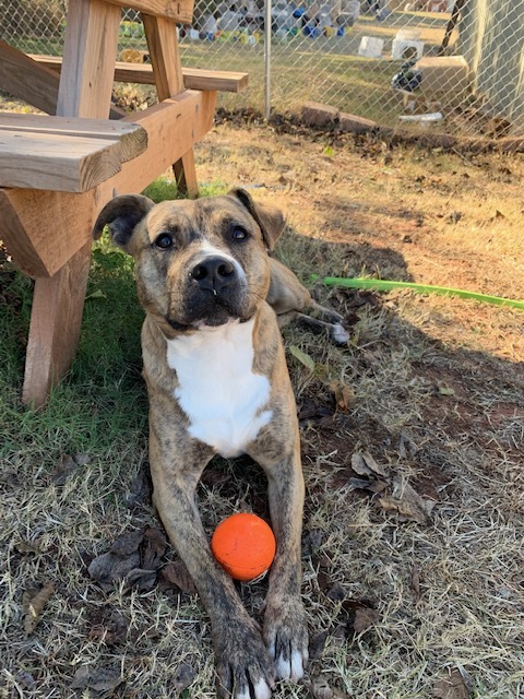 Juno, Adoptable, Adult Female Pit Bull Terrier.