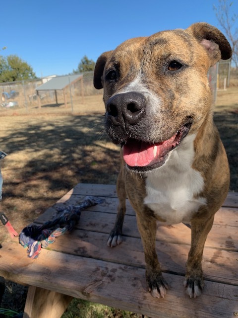 Juno, a Adoptable mixed breed in Guthrie, OK image 2/12