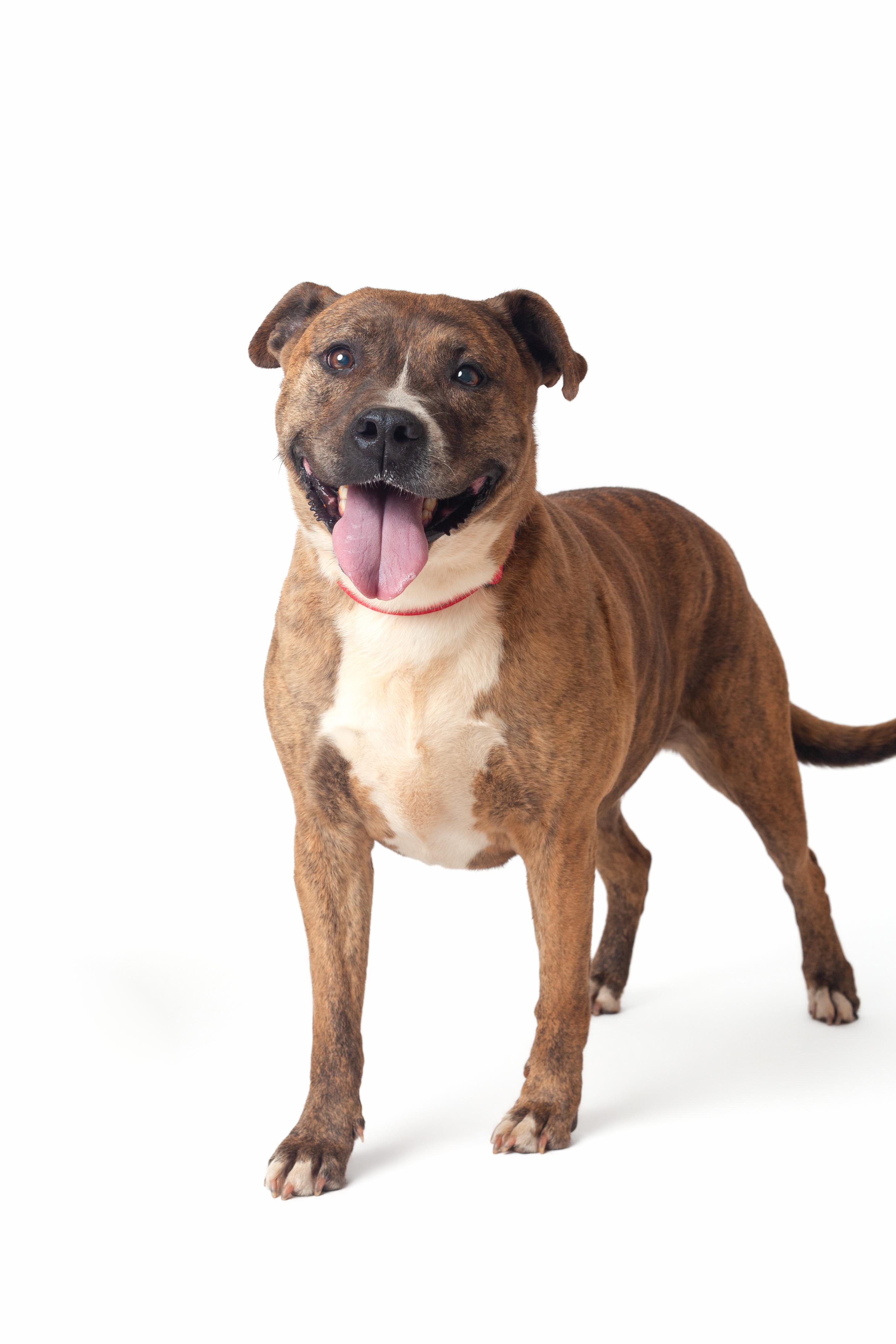 Juno, Adoptable, Adult Female Pit Bull Terrier.