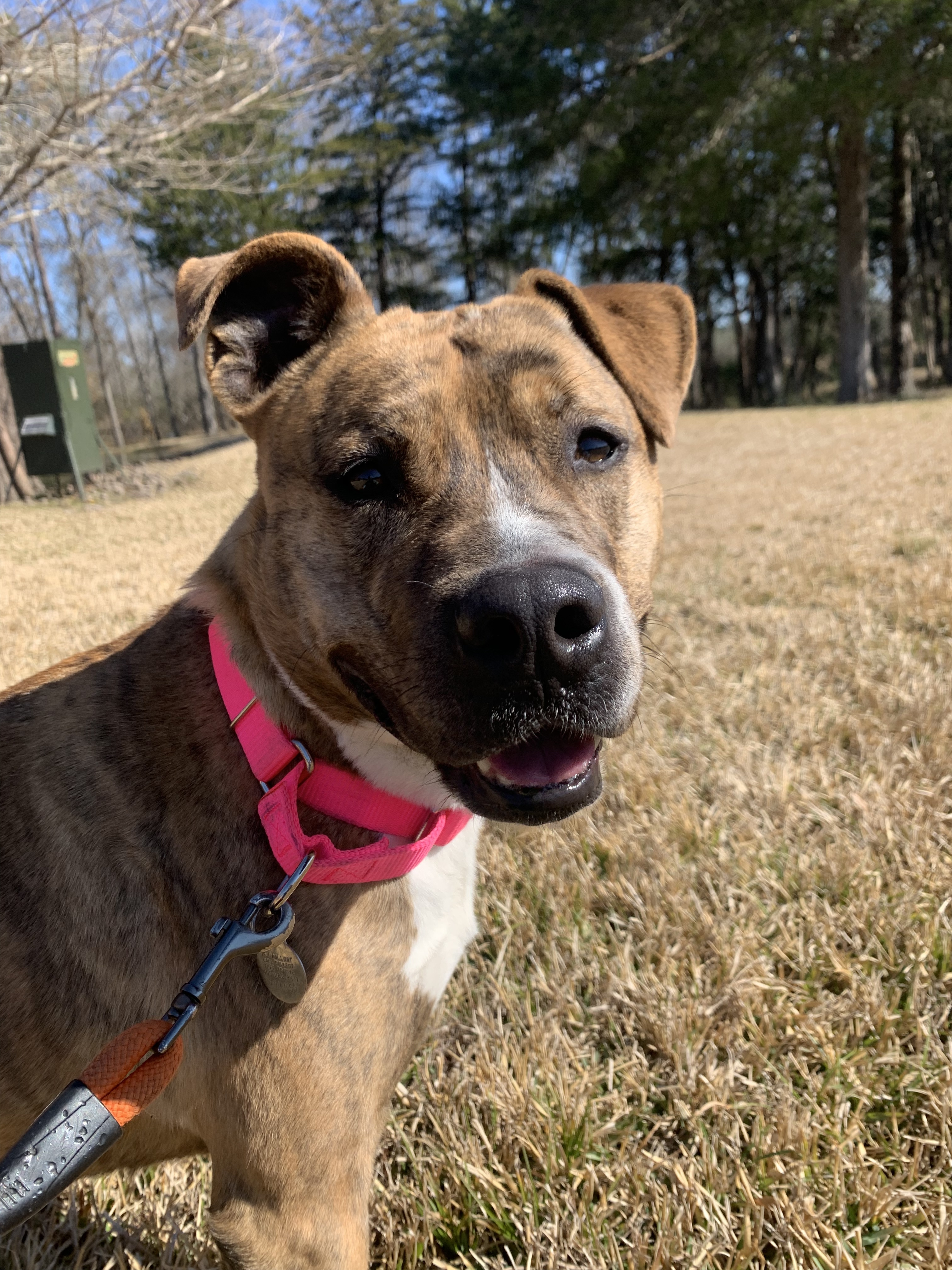 Juno, a Adoptable mixed breed in Guthrie, OK image 3/12