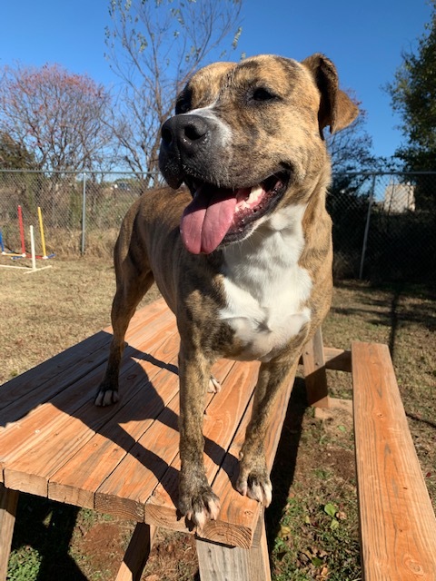 Juno, a Adoptable mixed breed in Guthrie, OK image 4/12