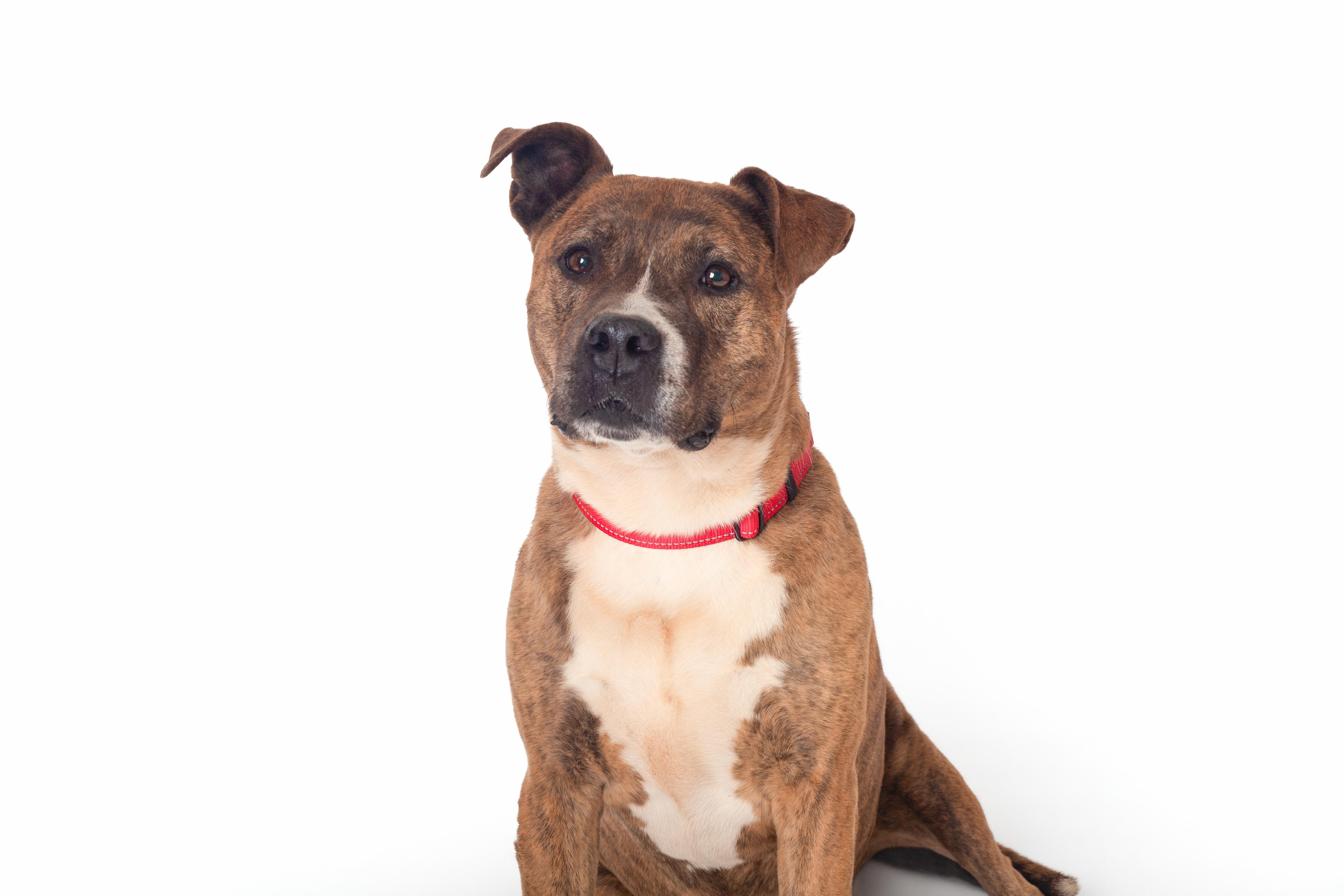 Juno, a Adoptable mixed breed in Guthrie, OK image 2/6