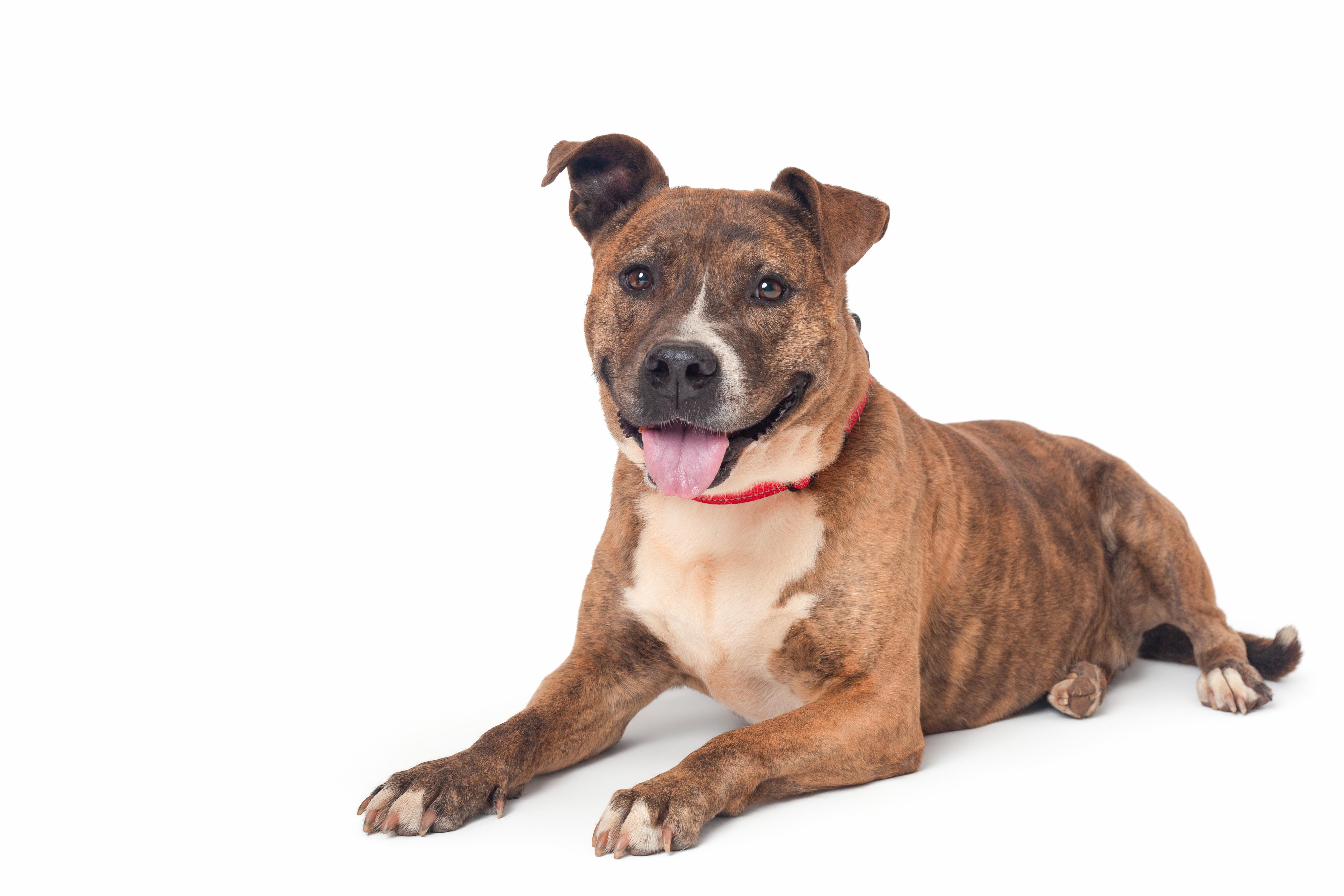 Juno, a Adoptable mixed breed in Guthrie, OK image 3/6