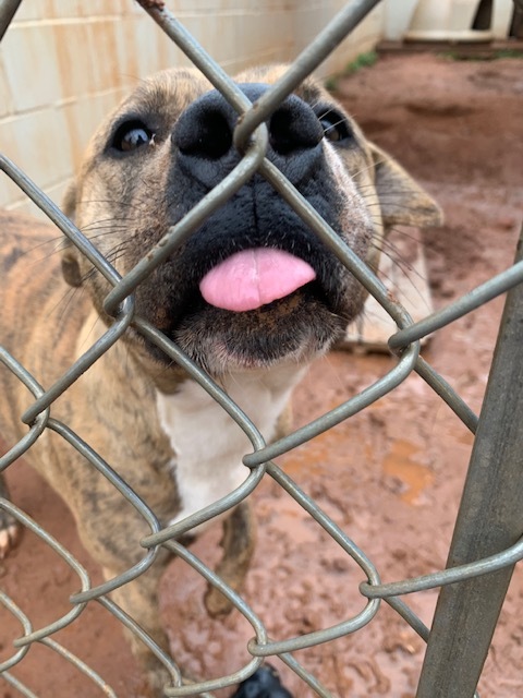 Juno, a Adoptable mixed breed in Guthrie, OK image 5/12