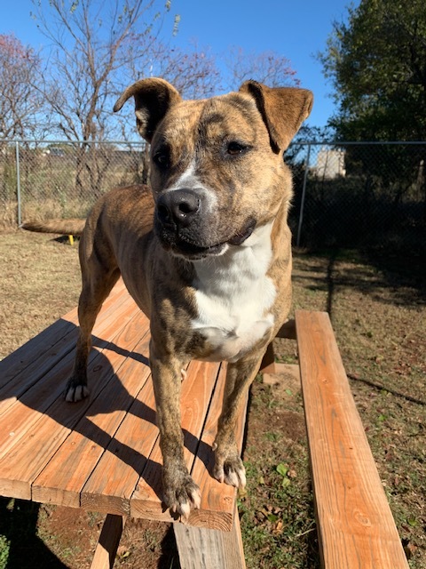 Juno, a Adoptable mixed breed in Guthrie, OK image 6/12