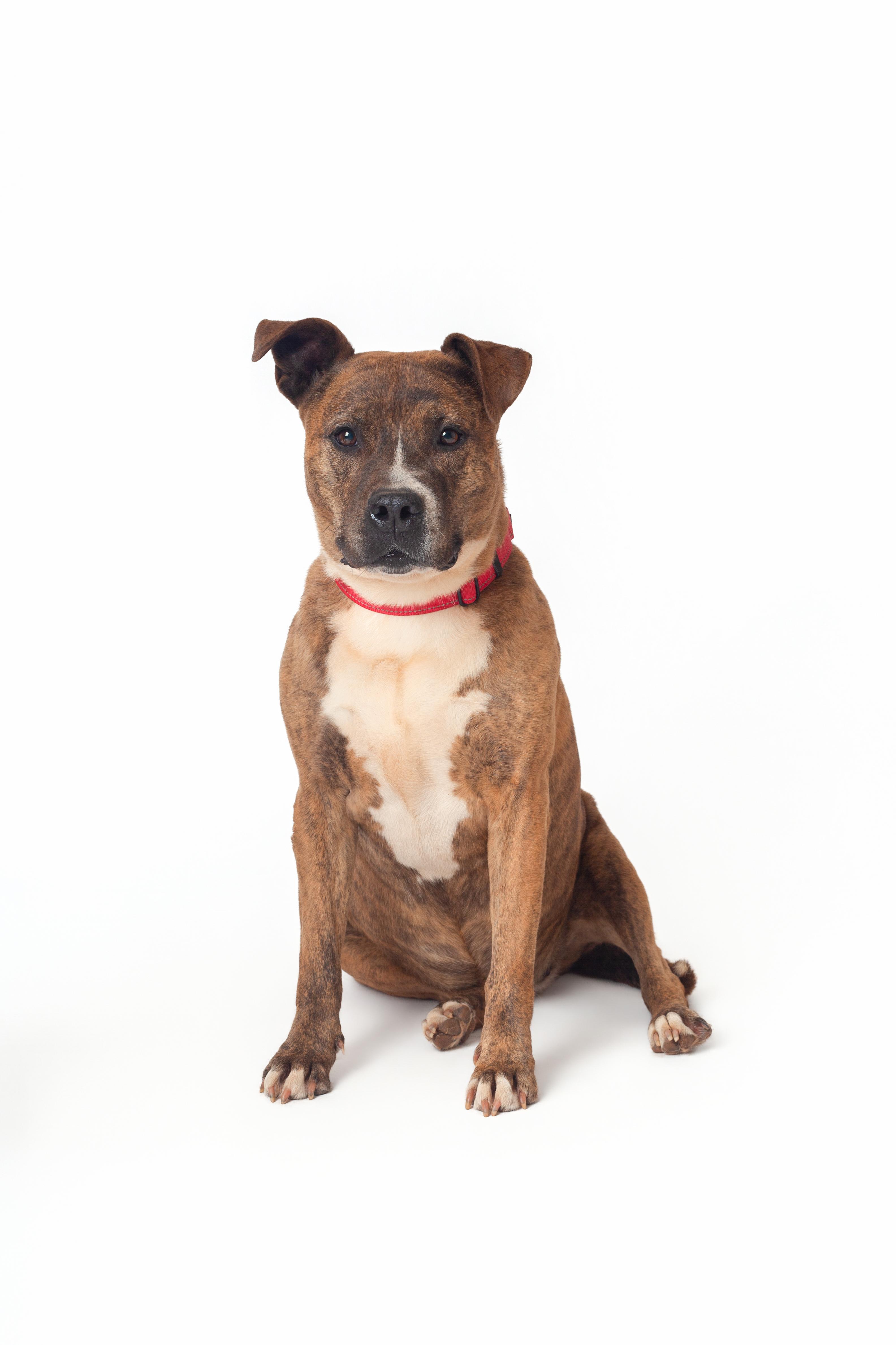 Juno, a Adoptable mixed breed in Guthrie, OK image 4/6