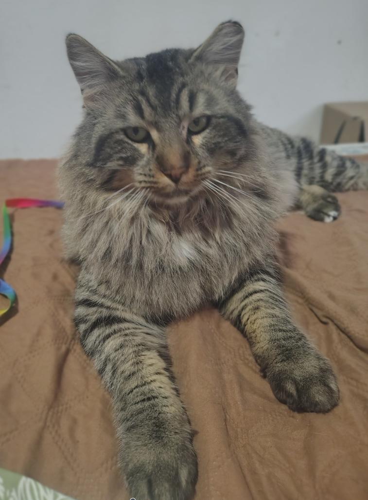 Max, adopted, Adult Male Maine Coon.