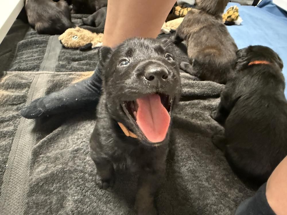 Lakeland Lookers - Vex - Located in FL