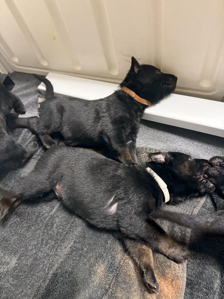 Enlarge Lakeland Lookers - Vex - Located in FL, a Adoptable Belgian Shepherd / Malinois in Imlay City, MI image 4/6