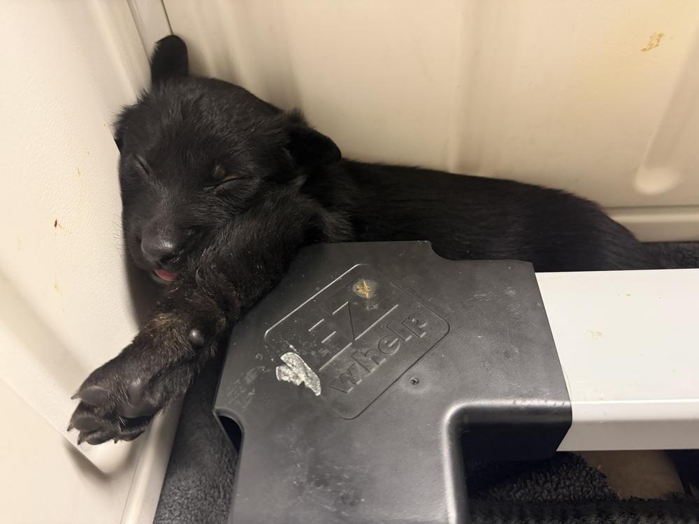 Enlarge Lakeland Lookers - Vex - Located in FL, a Adoptable Belgian Shepherd / Malinois in Imlay City, MI image 6/6