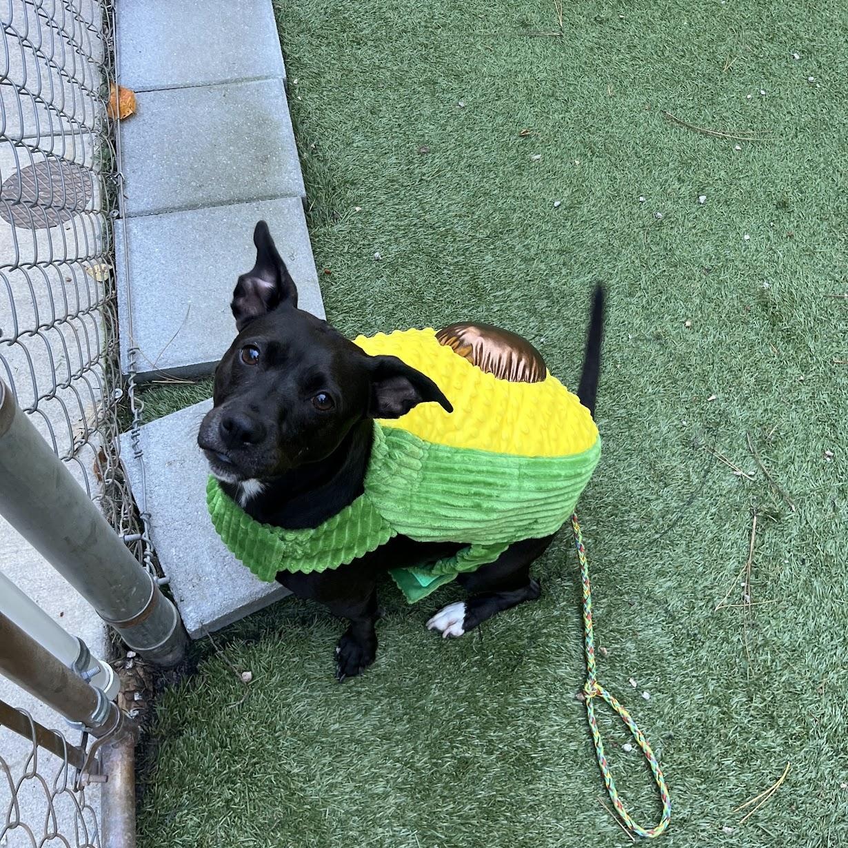 Ms Molly, a Adoptable mixed breed in Salisbury, NC image 1/6