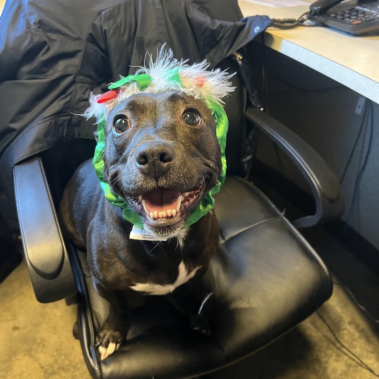 Ms Molly, a Adoptable mixed breed in Salisbury, NC image 2/6