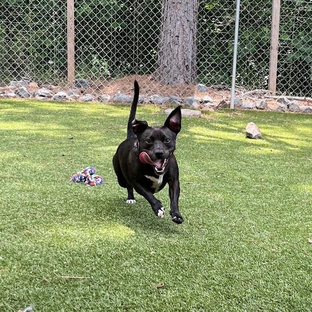 Ms Molly, a Adoptable mixed breed in Salisbury, NC image 5/6