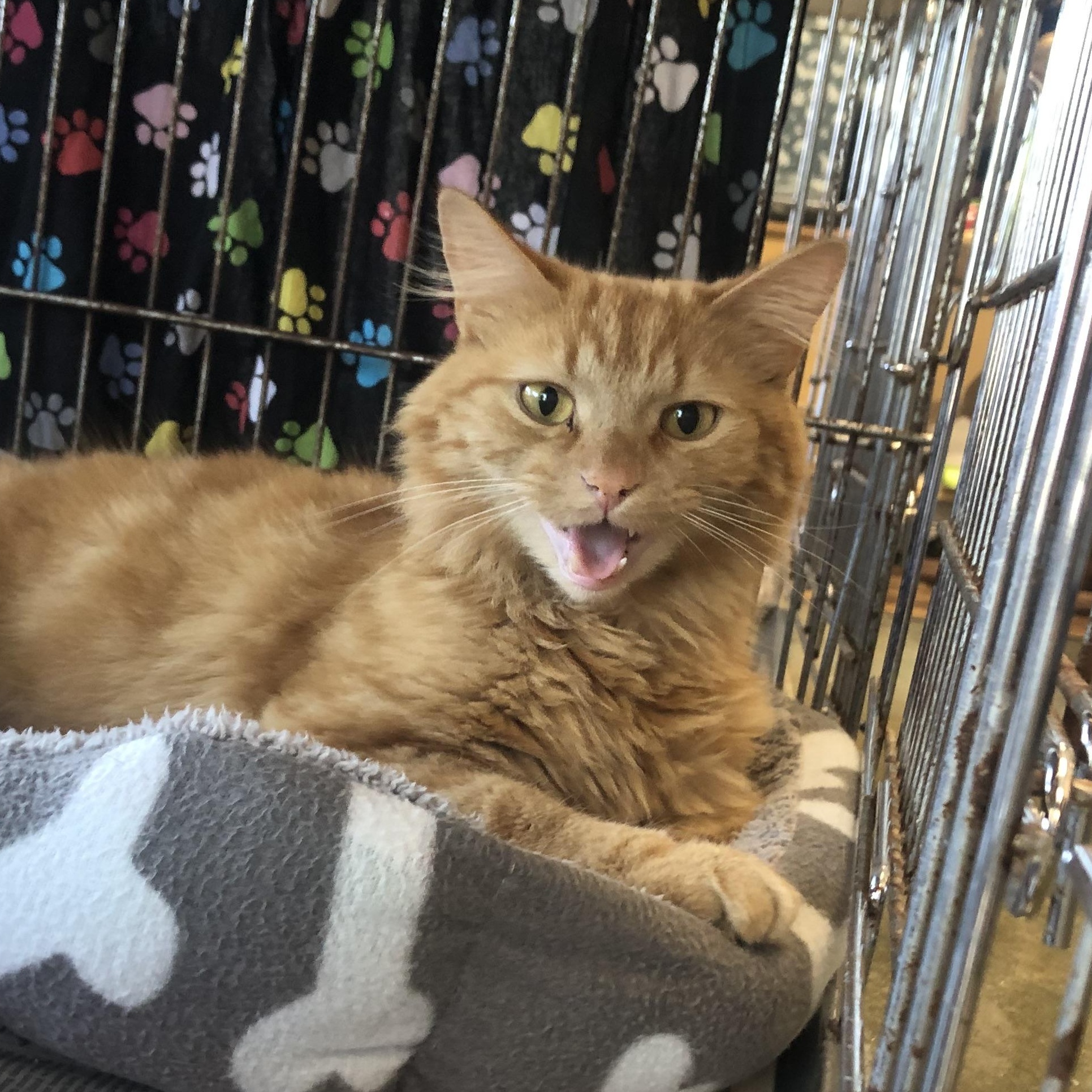 Enlarge Munkin, an adopted Domestic Medium Hair in Parma, OH image 1/1
