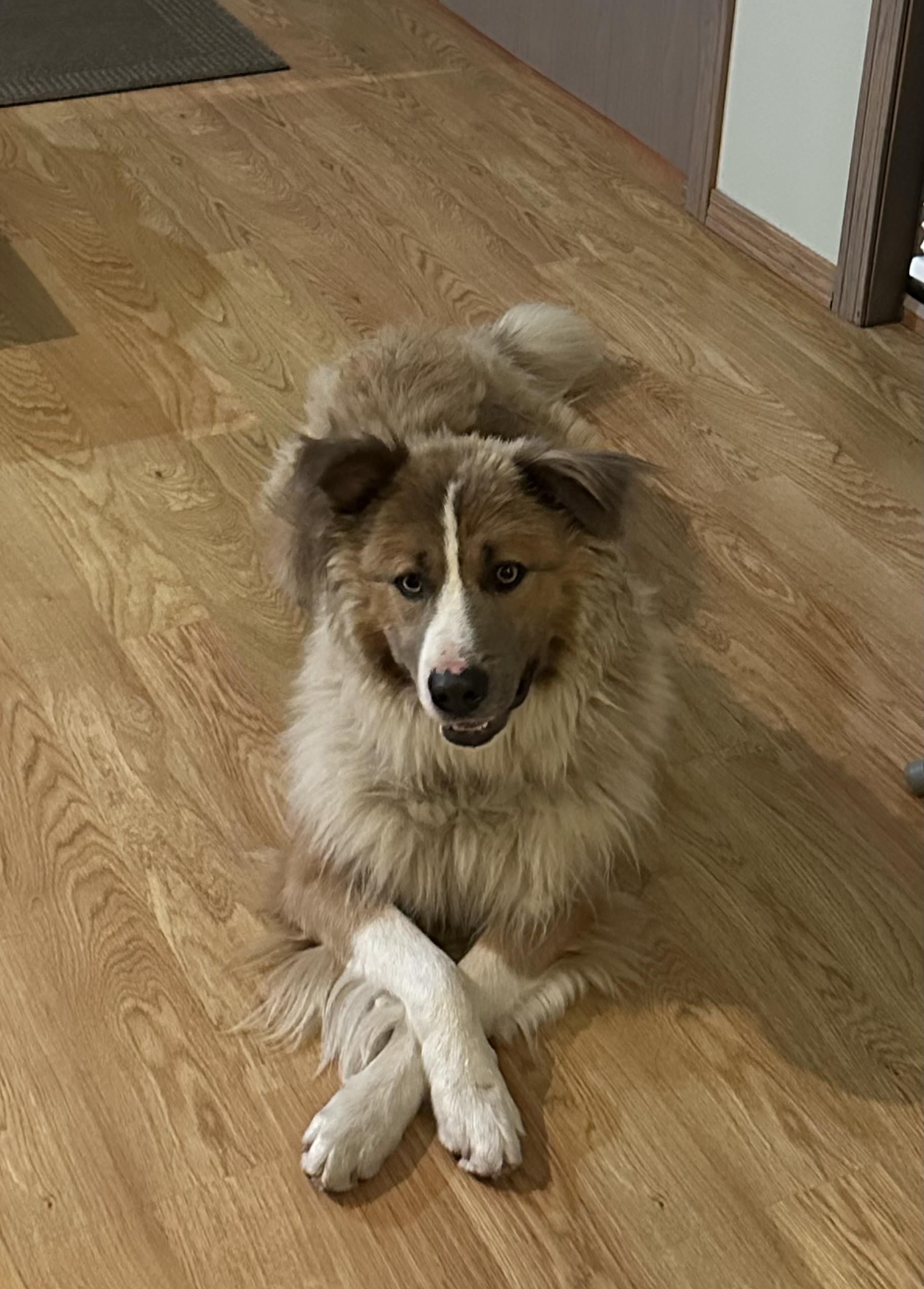 Toffy, Adopted, Adult Male Border Collie.