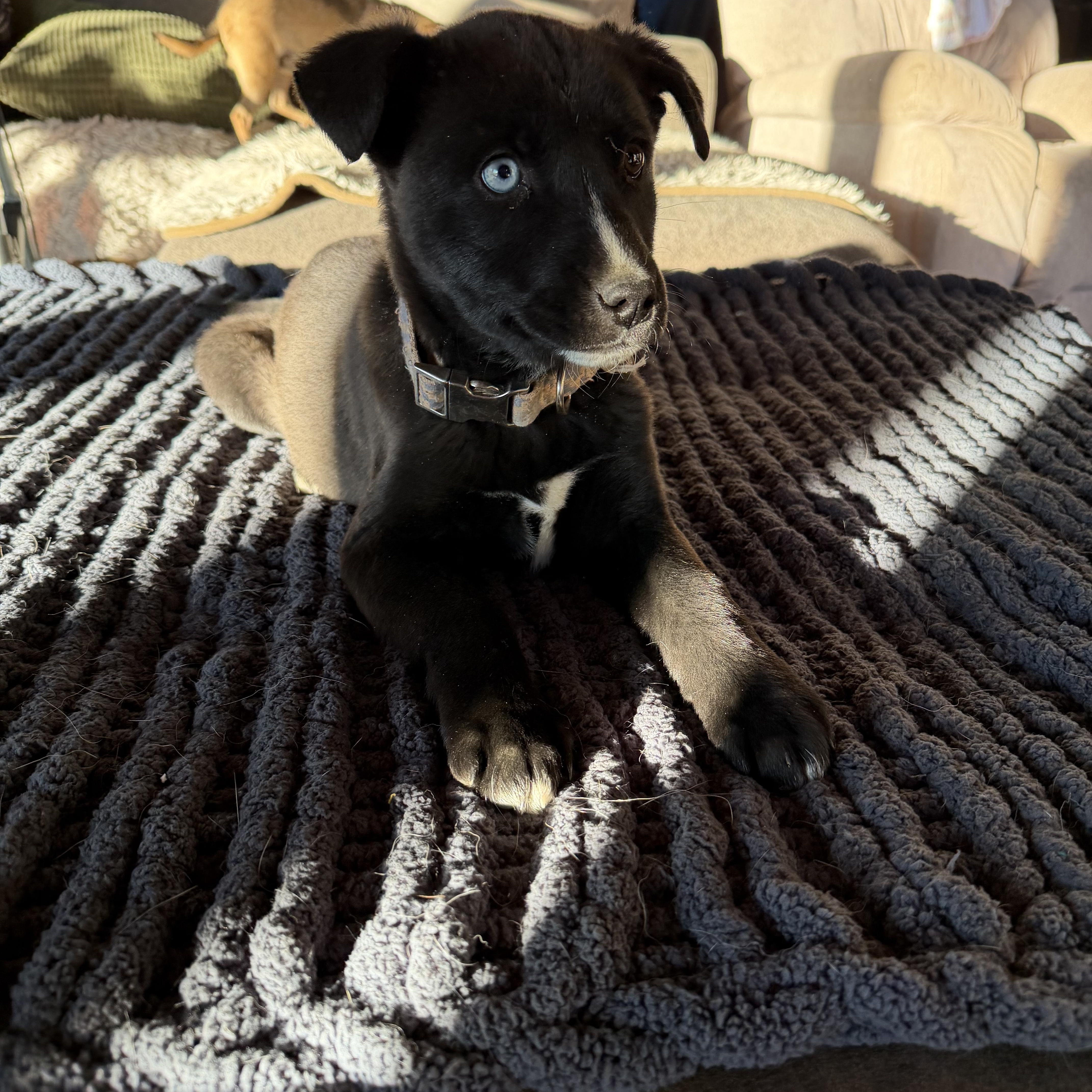 Enlarge Ebony , an adoption pending mixed breed in Pagosa Springs, CO image 1/2