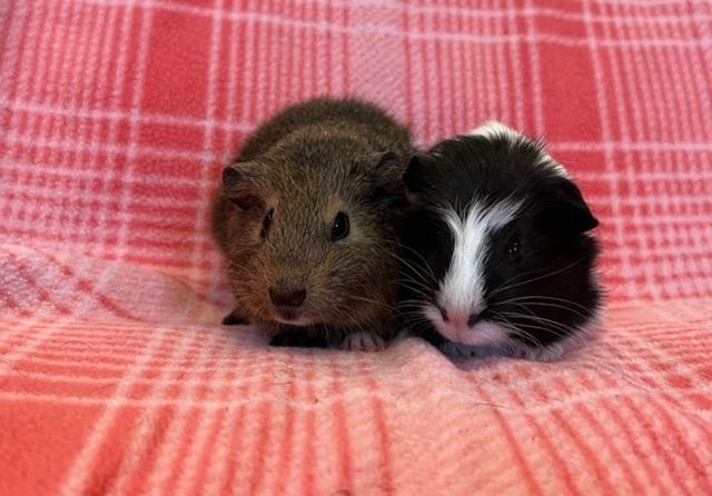 Enlarge Parker and Sasquatch, a Adoptable Guinea Pig in Scotts Valley, CA image 1/4