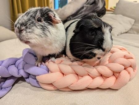 Enlarge Parker and Sasquatch, a Adoptable Guinea Pig in Scotts Valley, CA image 3/4